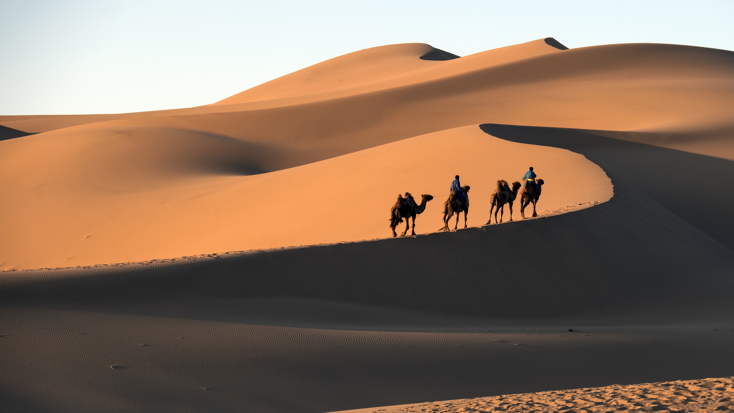 People Riding Camel on Desert During Daytime. Wallpaper in 2560x1440 Resolution