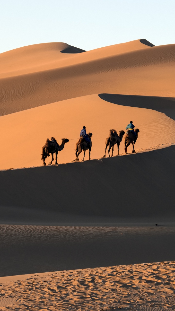 People Riding Camel on Desert During Daytime. Wallpaper in 720x1280 Resolution