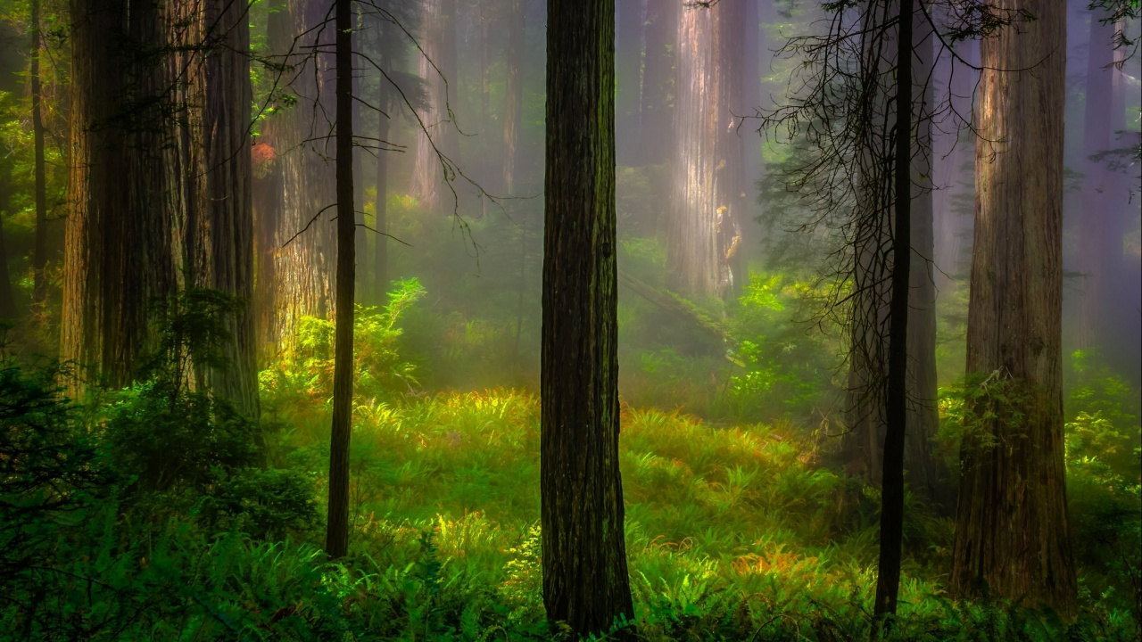 Green Grass and Trees During Daytime. Wallpaper in 1280x720 Resolution
