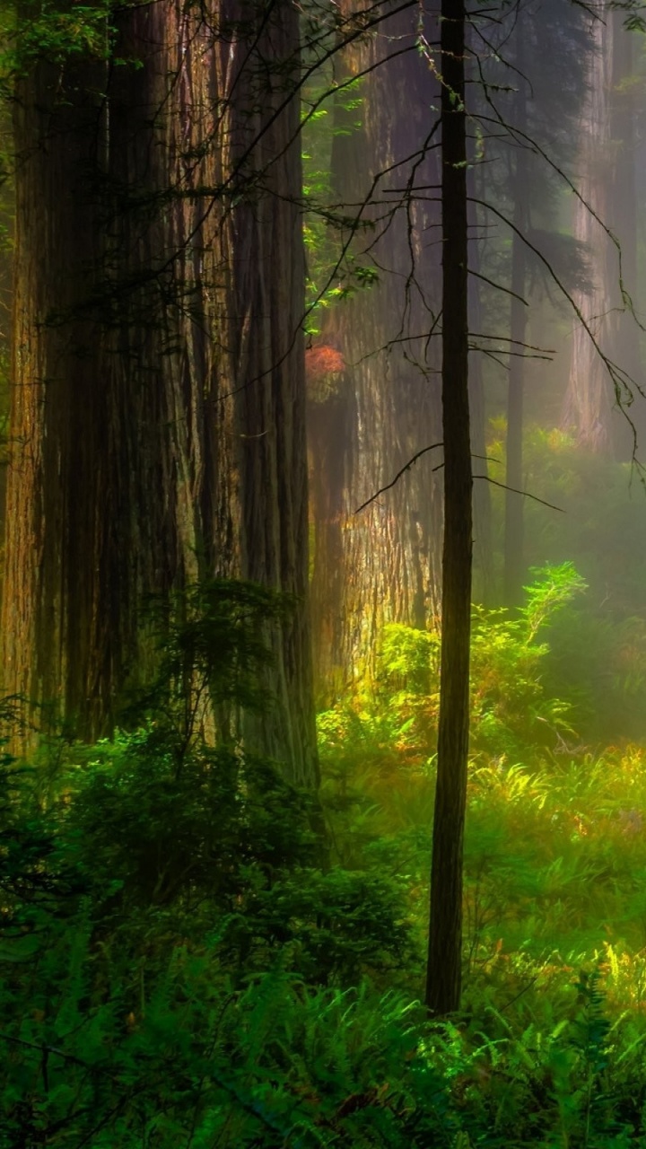 Green Grass and Trees During Daytime. Wallpaper in 720x1280 Resolution