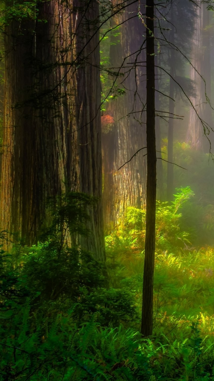 Green Grass and Trees During Daytime. Wallpaper in 750x1334 Resolution