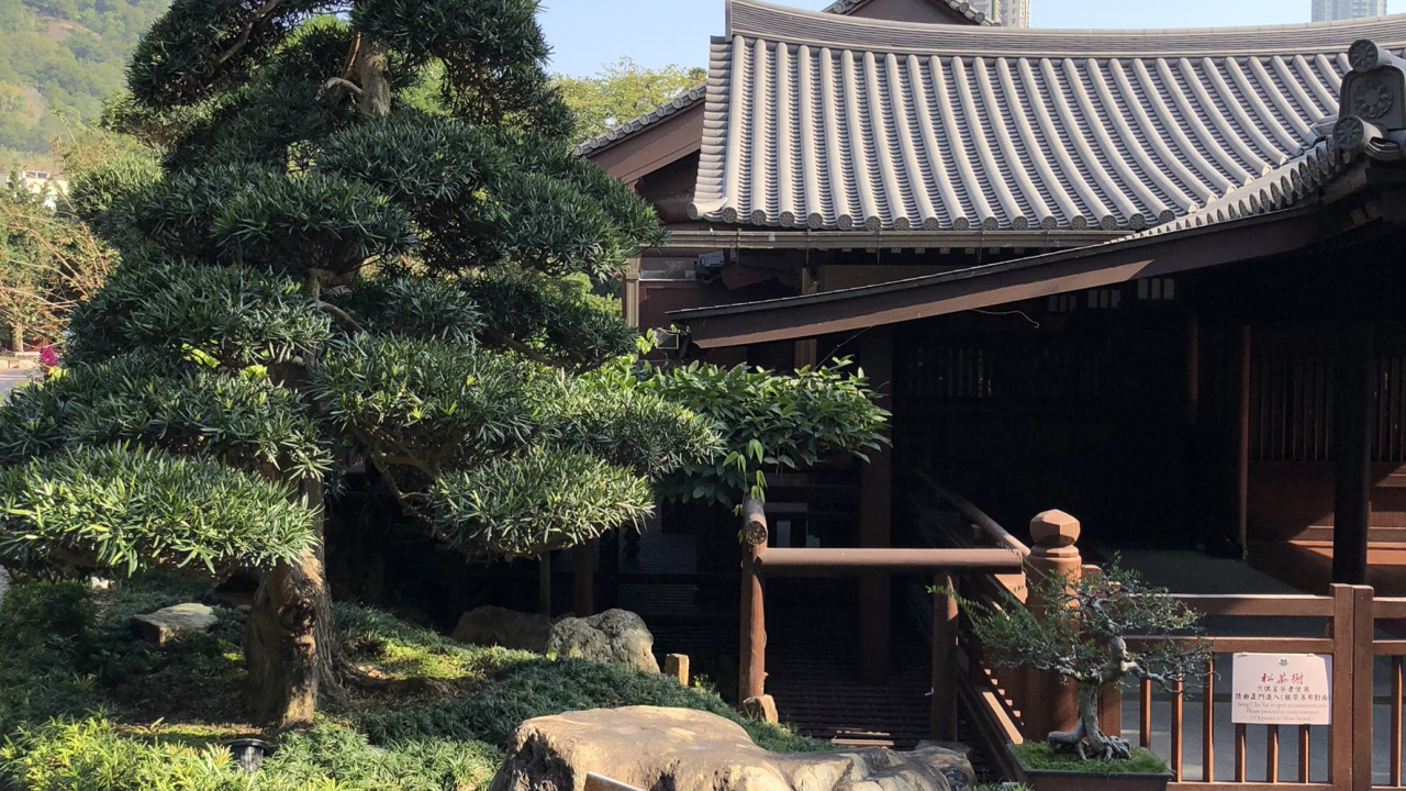 Hong Kong, Tree, Bonsai, Chinese Architecture, Japanese Architecture. Wallpaper in 1280x720 Resolution