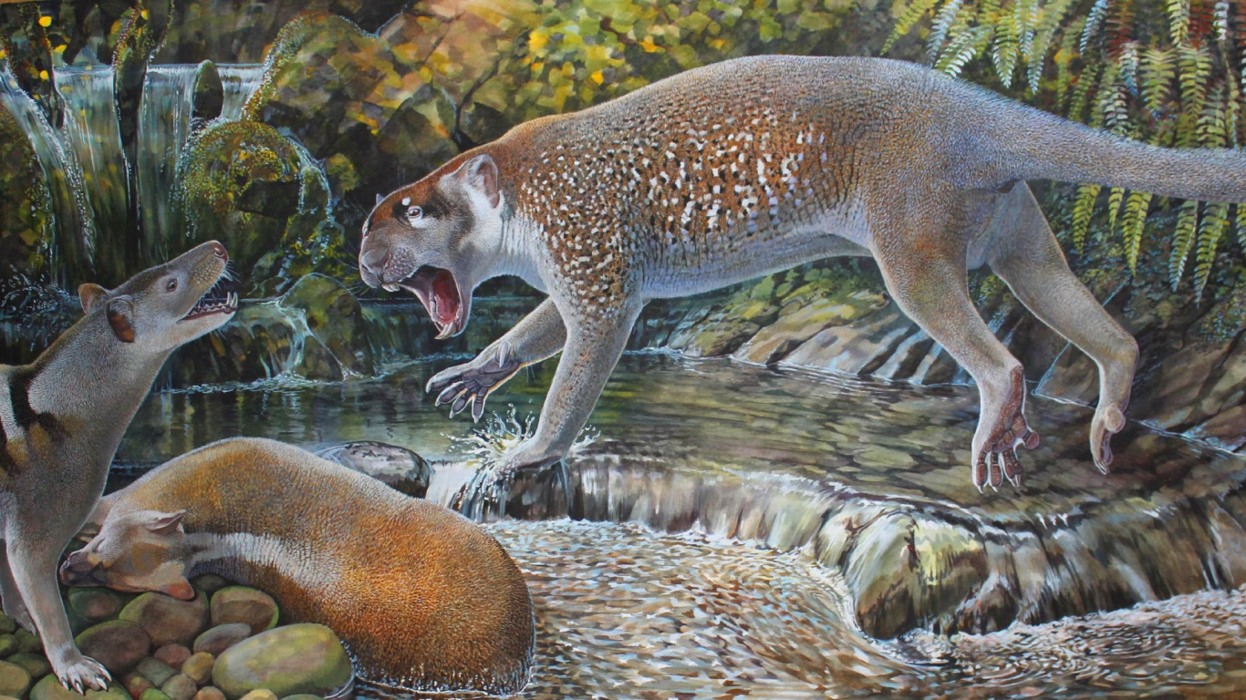 Brown and White Cat on Water. Wallpaper in 1366x768 Resolution