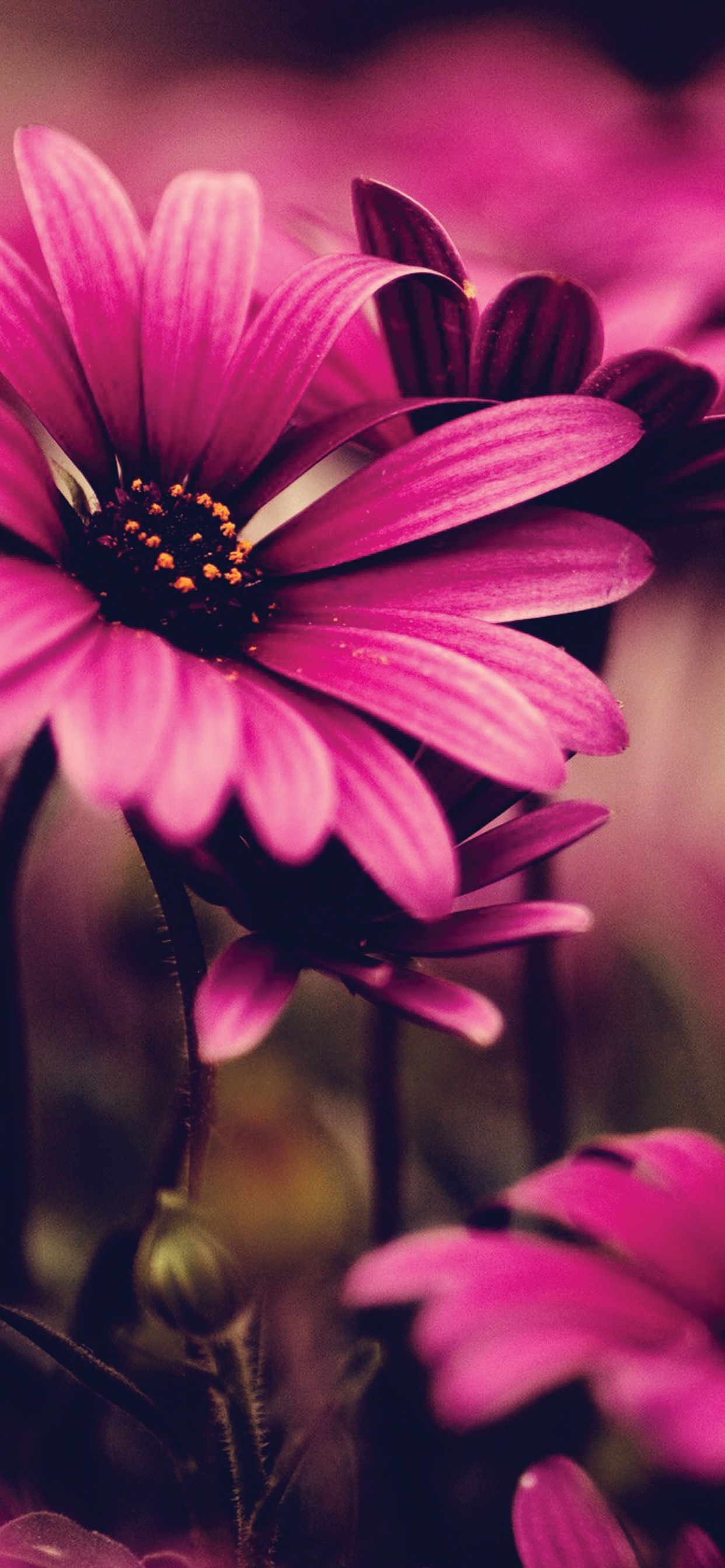 Fleur Pourpre Dans L'objectif à Basculement. Wallpaper in 1242x2688 Resolution