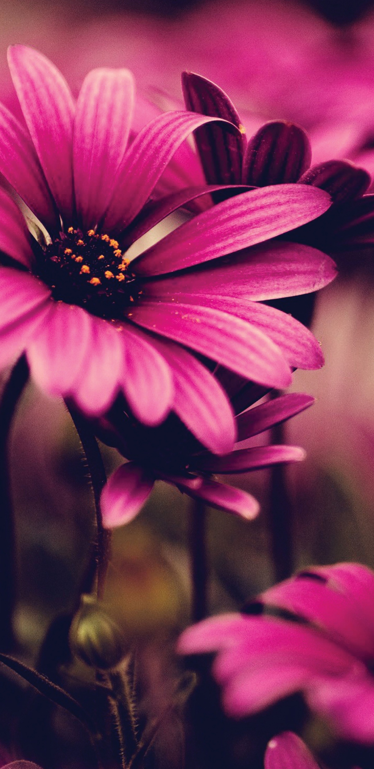 Flor Morada en Lente de Cambio de Inclinación. Wallpaper in 1440x2960 Resolution