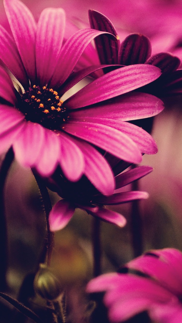 Flor Morada en Lente de Cambio de Inclinación. Wallpaper in 720x1280 Resolution