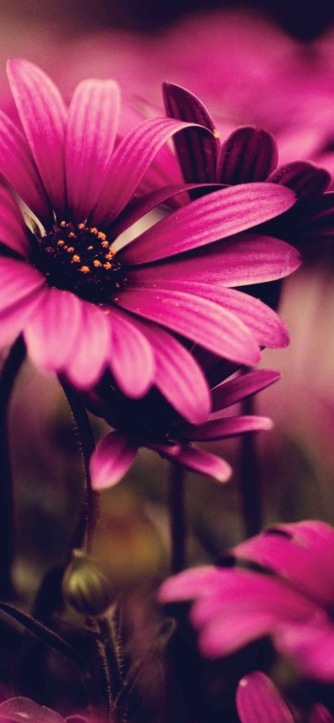 Lila Blume in Tilt-Shift-Linse. Wallpaper in 1125x2436 Resolution