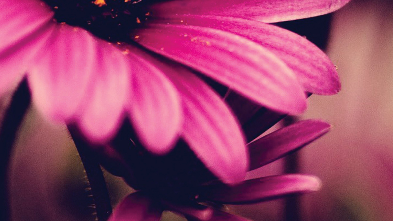 Lila Blume in Tilt-Shift-Linse. Wallpaper in 1280x720 Resolution