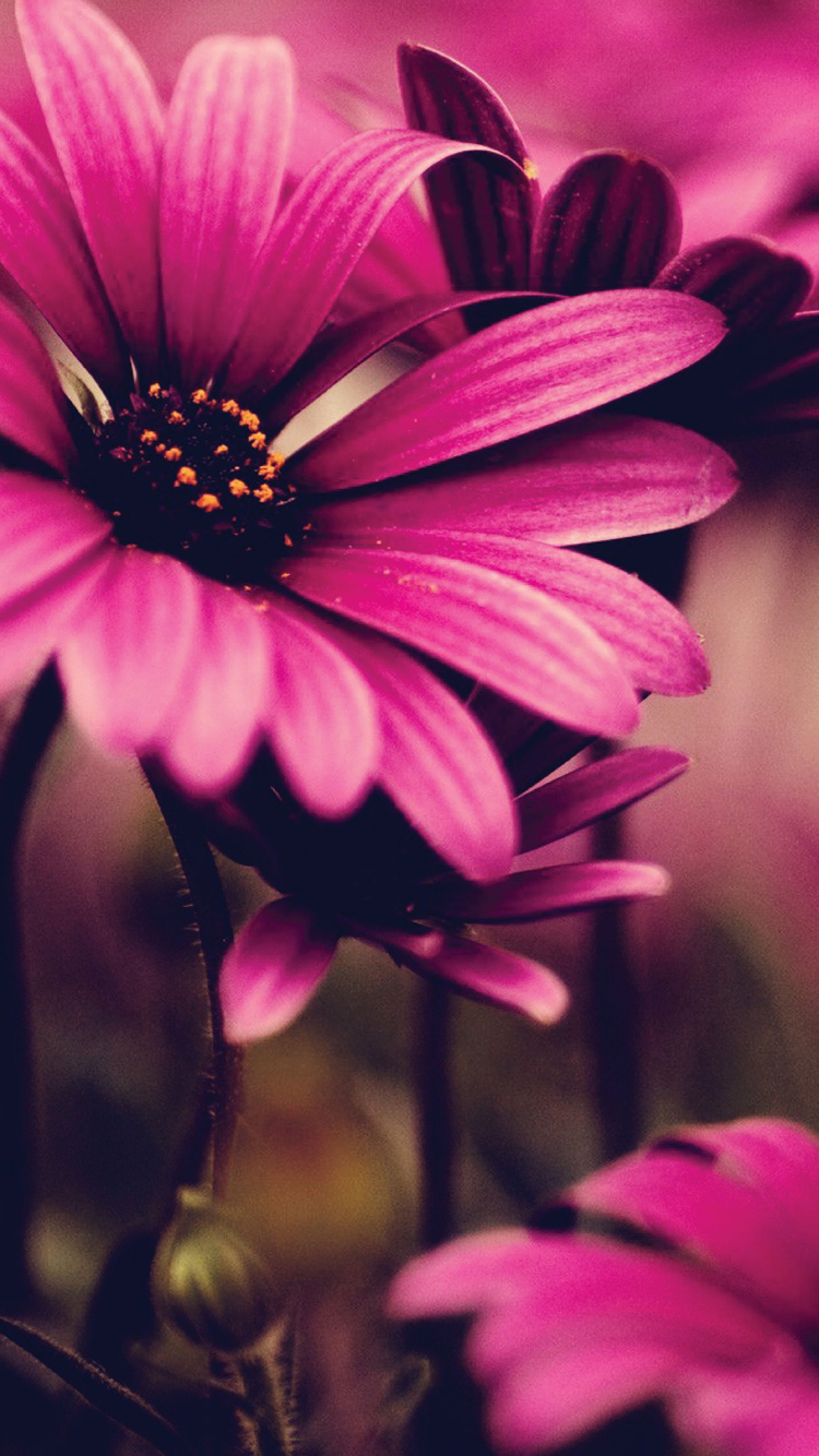 Purple Flower in Tilt Shift Lens. Wallpaper in 750x1334 Resolution