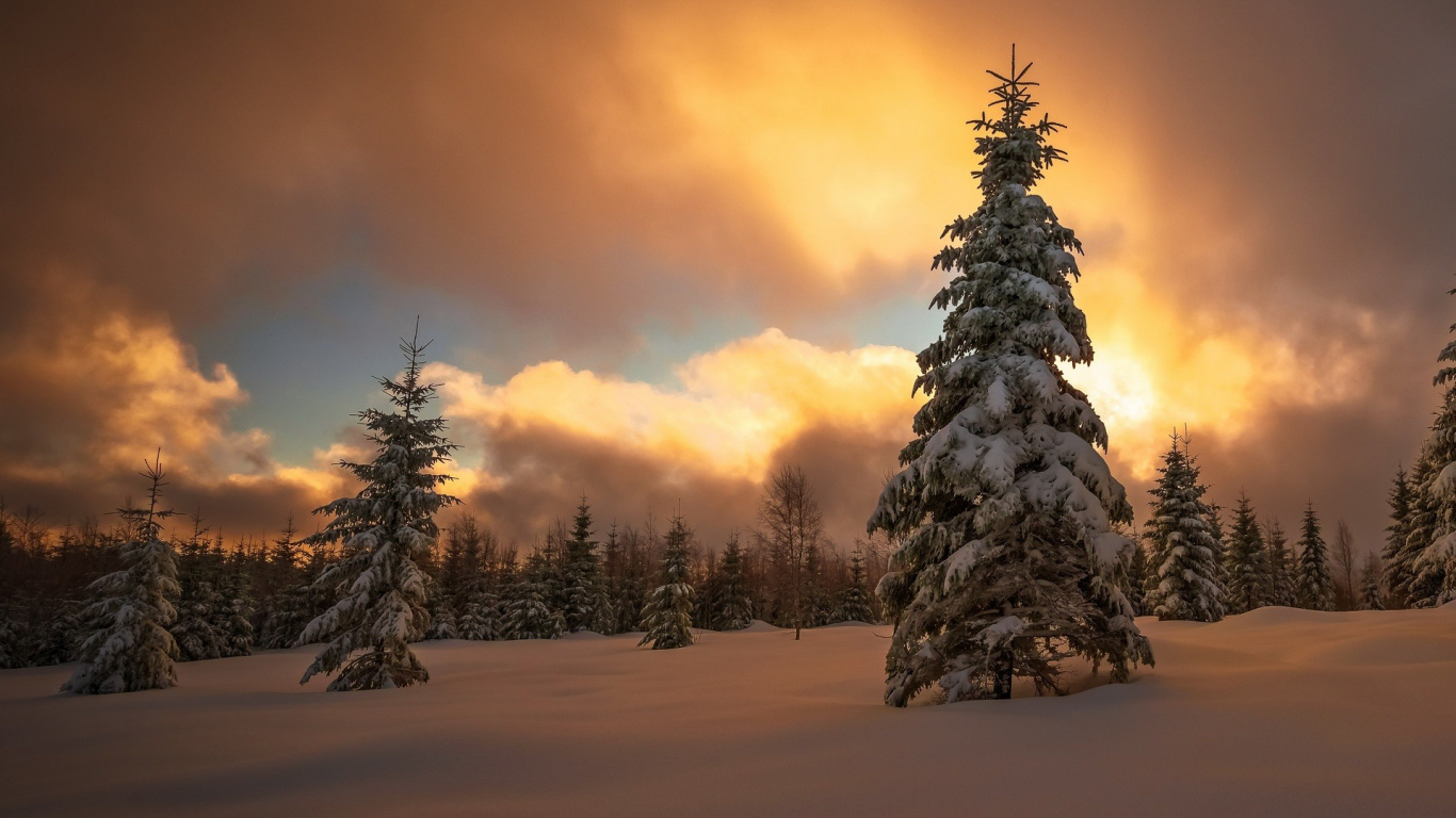 Kiefer Tagsüber Mit Schnee Bedeckt Snow. Wallpaper in 1366x768 Resolution