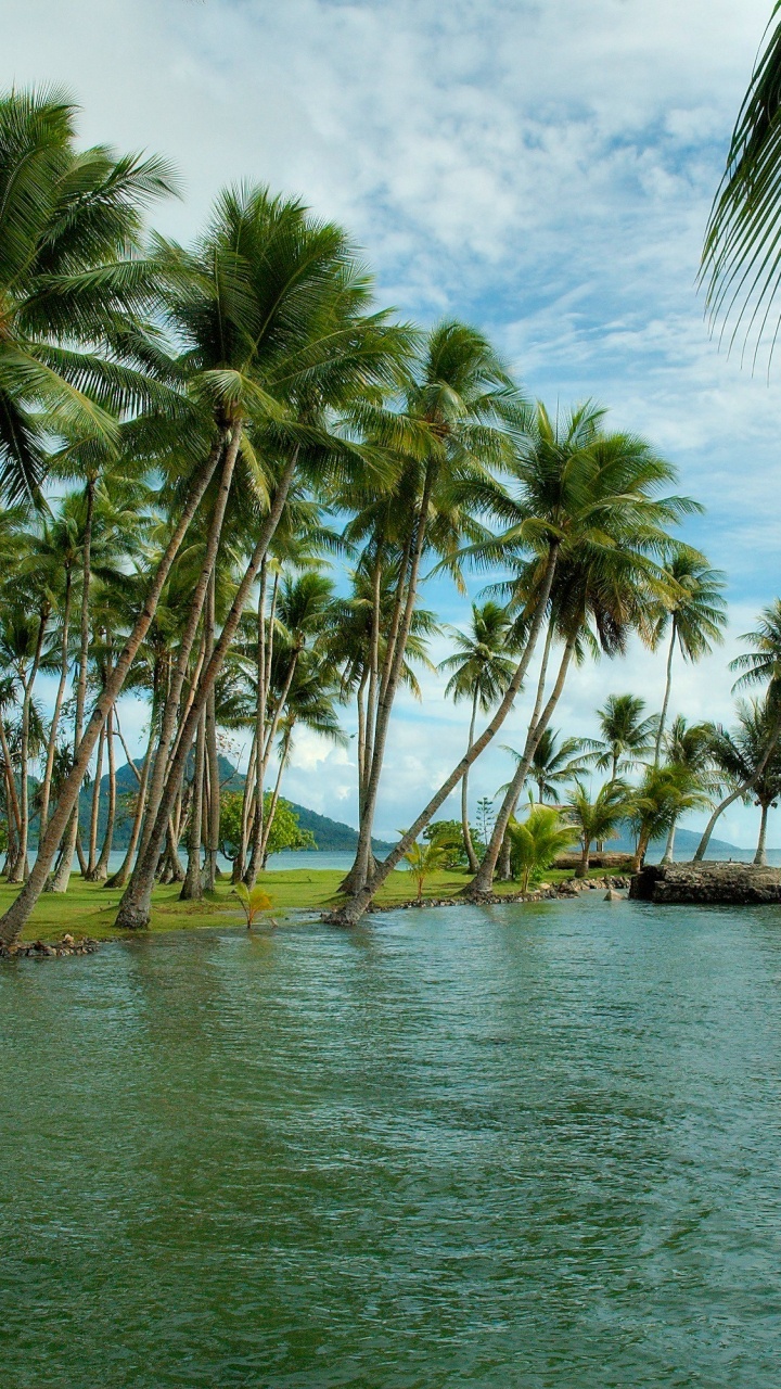 Palm Trees on Beach Shore During Daytime. Wallpaper in 720x1280 Resolution