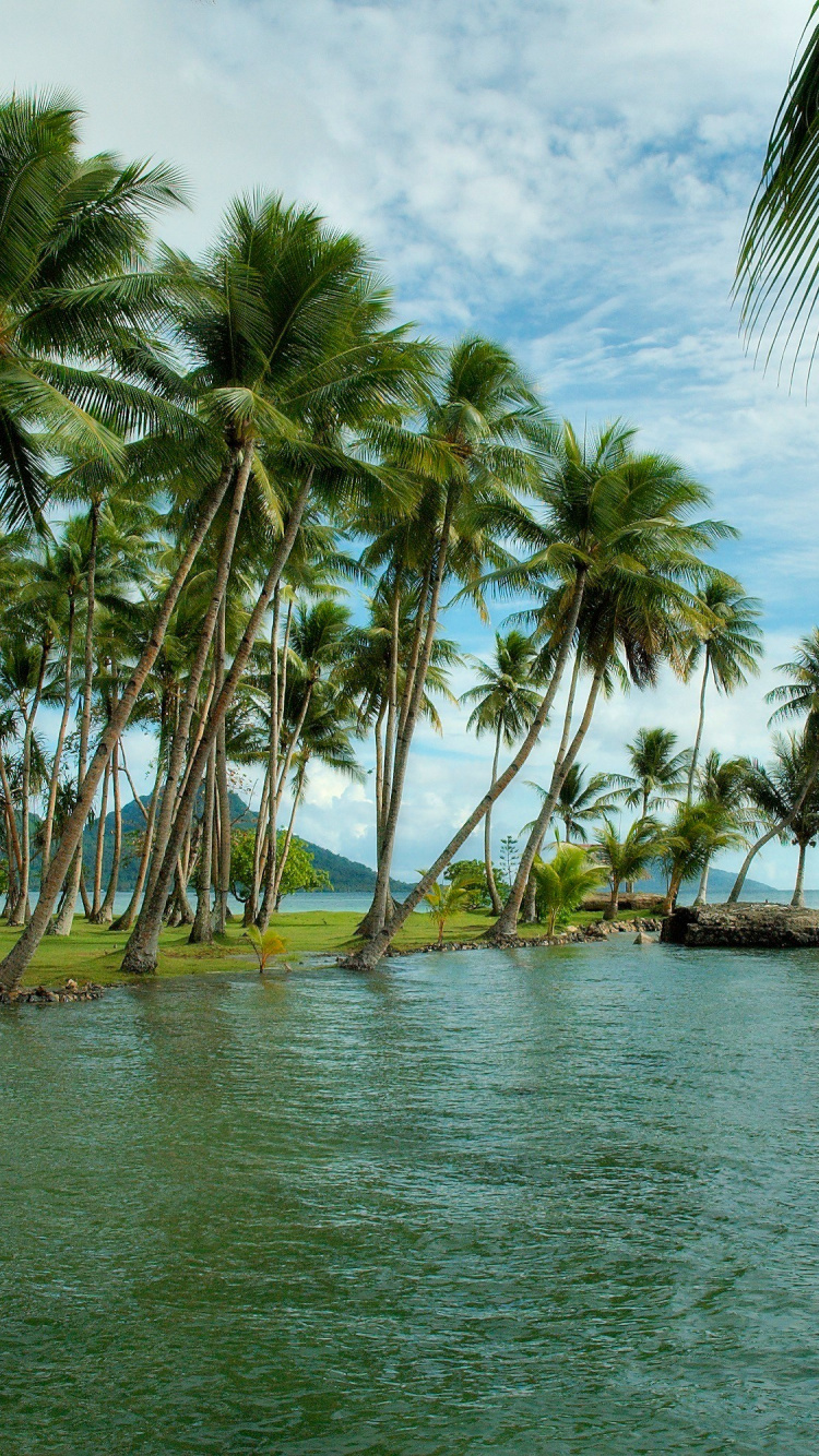 Palm Trees on Beach Shore During Daytime. Wallpaper in 750x1334 Resolution