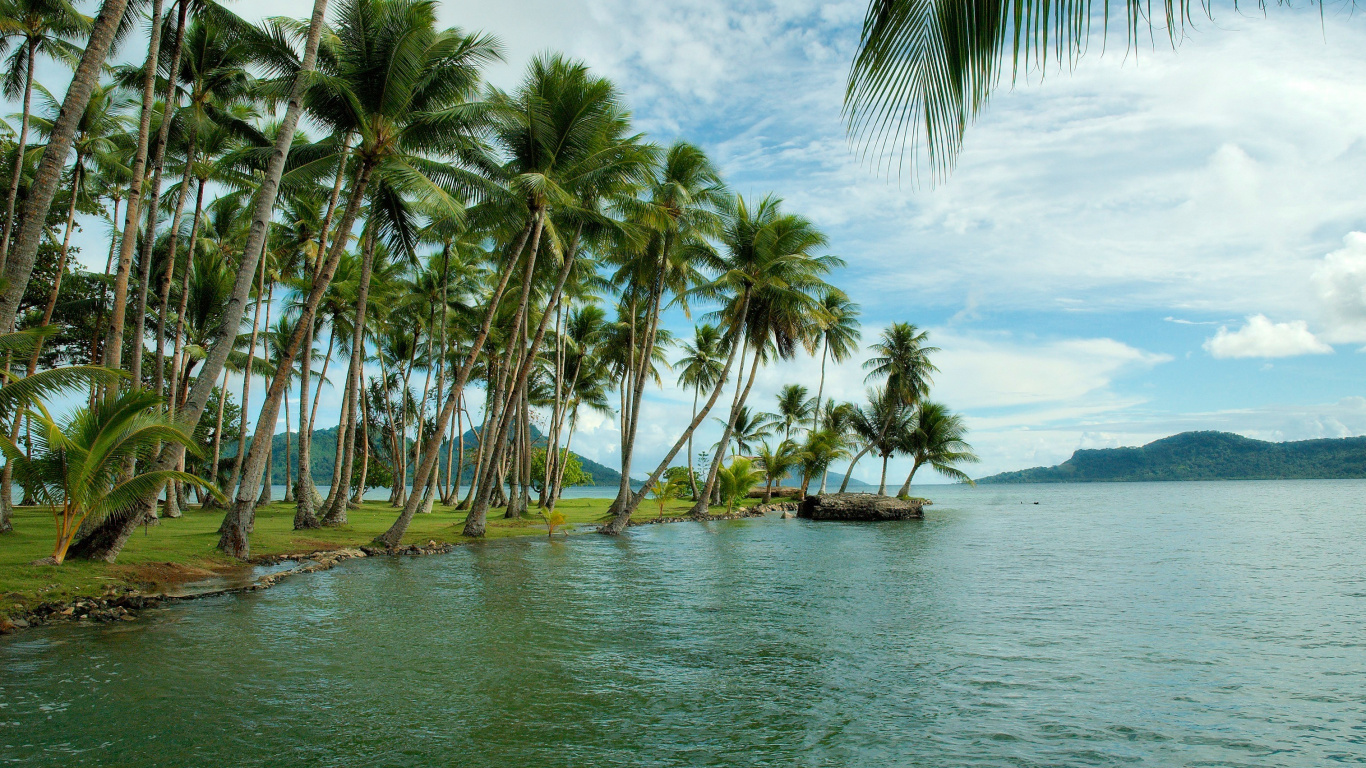 Palmeras en la Orilla de la Playa Durante el Día. Wallpaper in 1366x768 Resolution