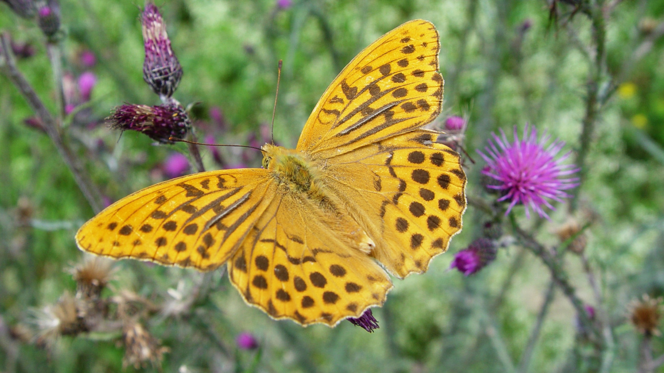Yellow and Black Butterfly on Pink Flower During Daytime. Wallpaper in 1366x768 Resolution