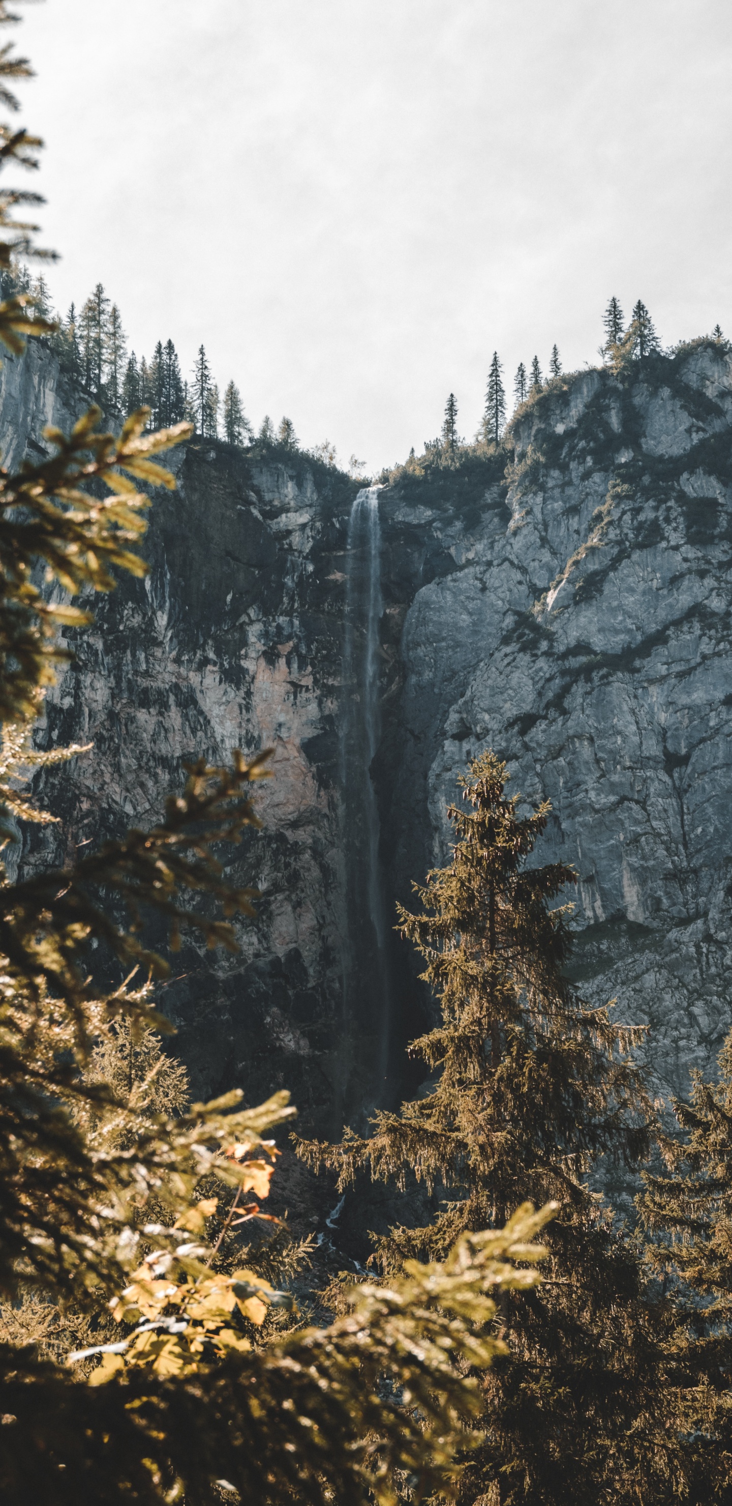 Woody Pflanze, Gemäßigten Nadelwald, Lärche, Fir, Biome. Wallpaper in 1440x2960 Resolution