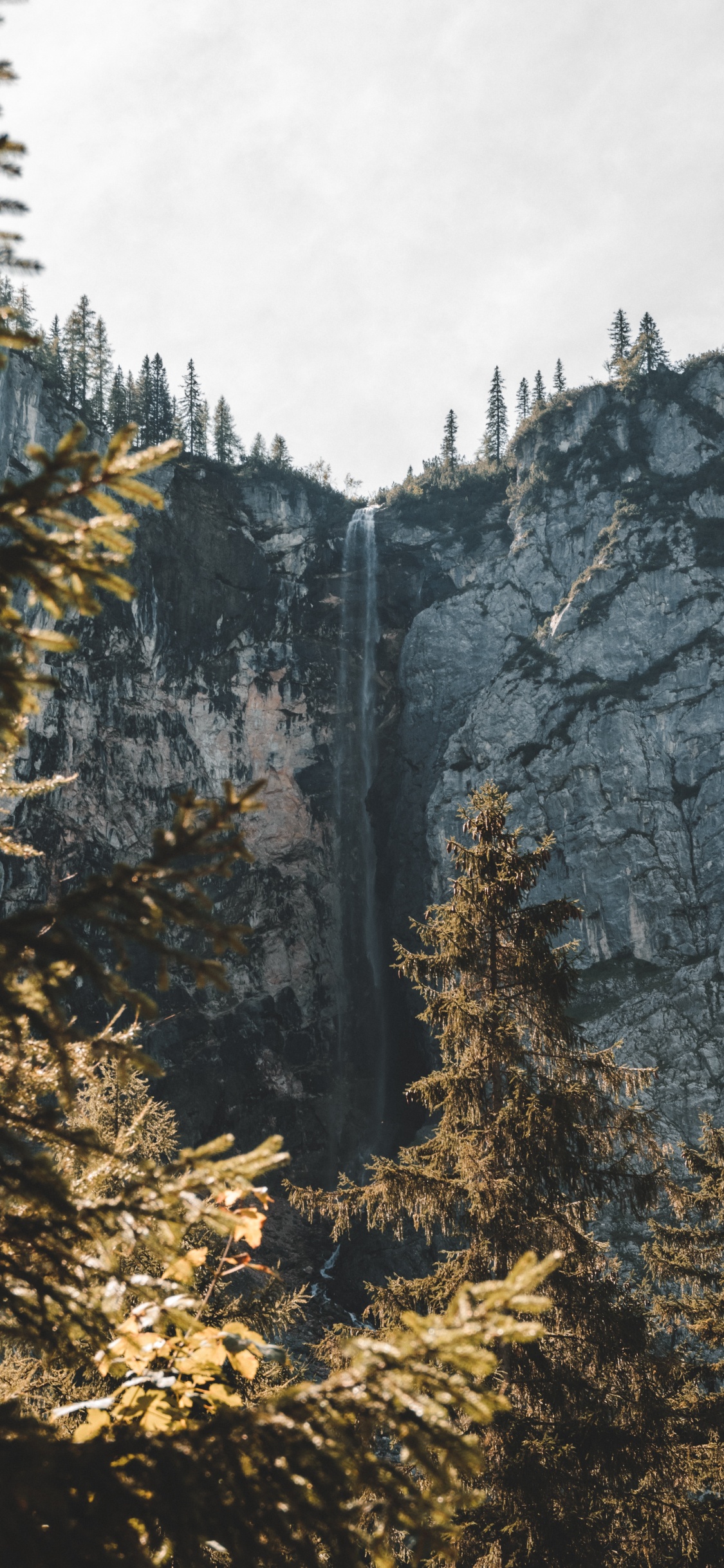 Woody Plant, Temperate Coniferous Forest, Larch, Fir, Biome. Wallpaper in 1125x2436 Resolution