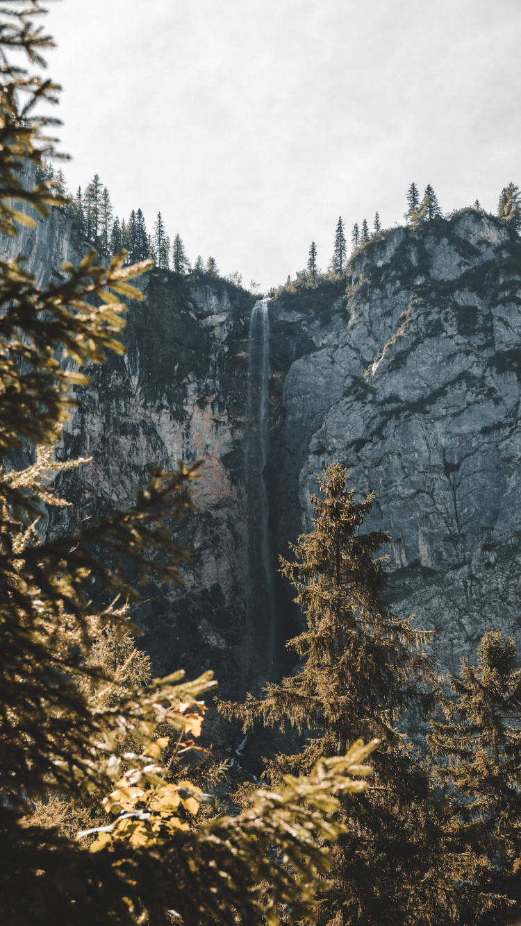 Woody Plant, Temperate Coniferous Forest, Larch, Fir, Biome. Wallpaper in 750x1334 Resolution