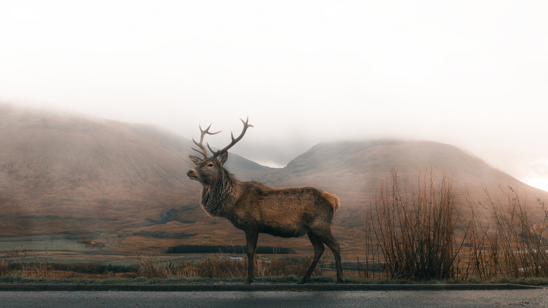 Cerf Brun Sur Route Goudronnée Grise Pendant la Journée. Wallpaper in 1920x1080 Resolution