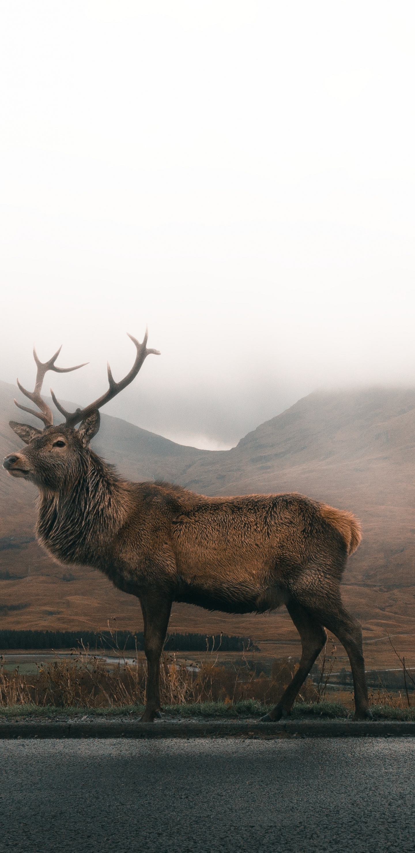 Brown Deer on Gray Asphalt Road During Daytime. Wallpaper in 1440x2960 Resolution
