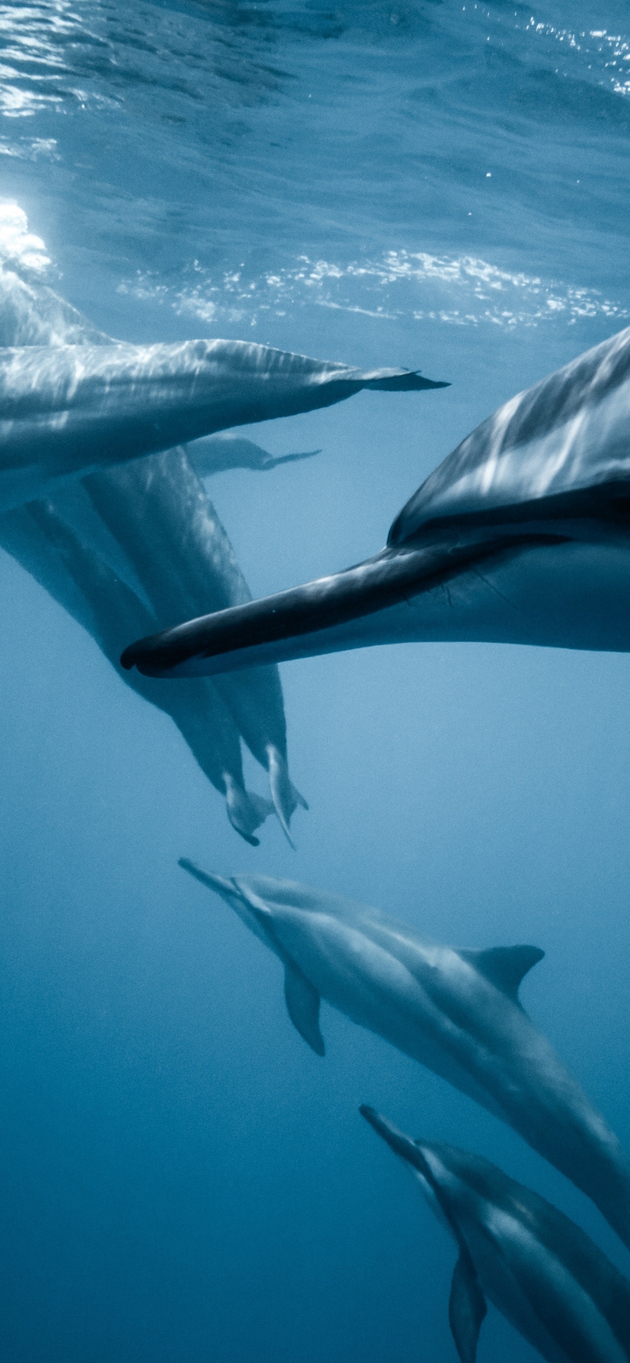 Weather, Media, Water, Liquid, Fin. Wallpaper in 1242x2688 Resolution