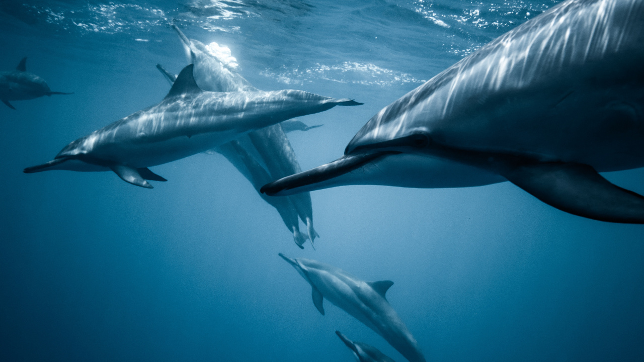 Weather, Media, Water, Liquid, Fin. Wallpaper in 1280x720 Resolution