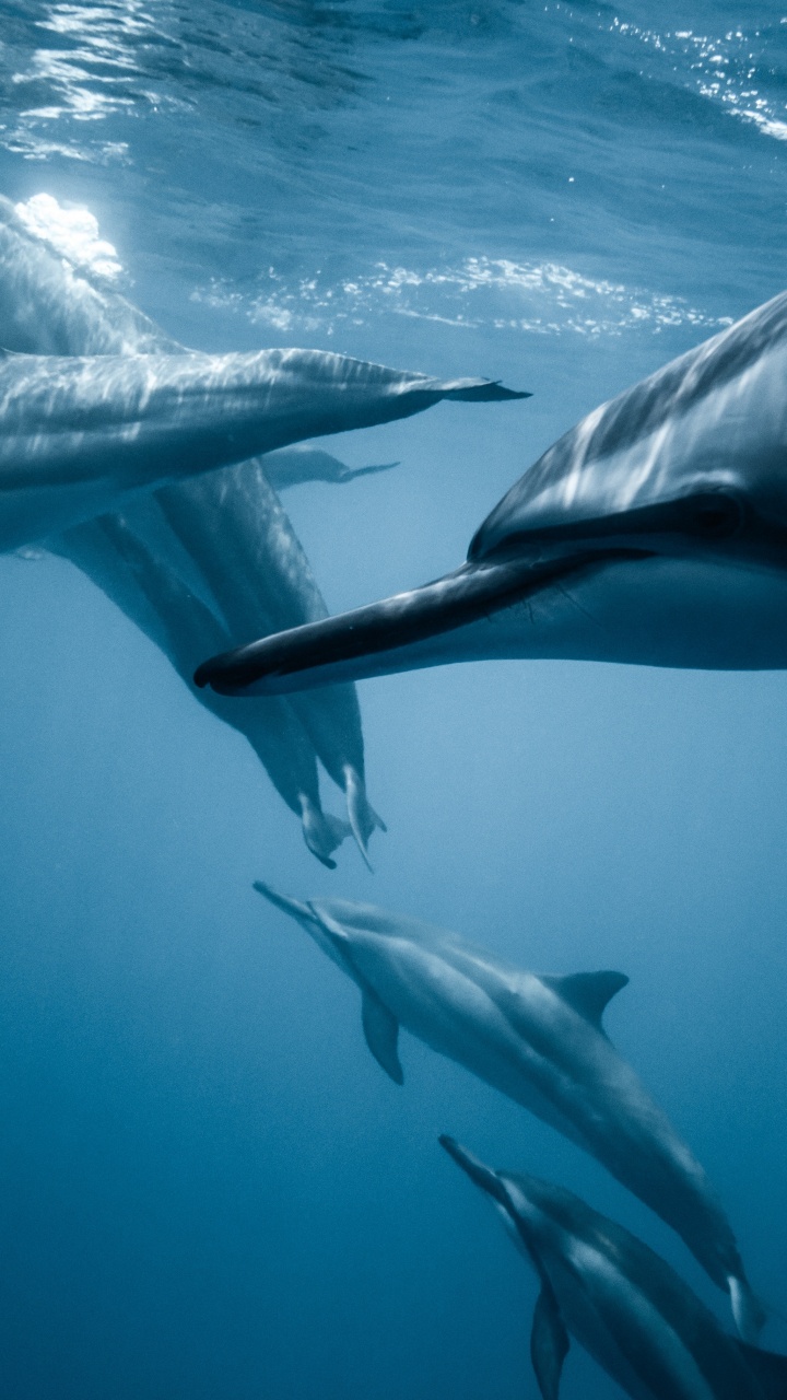 Weather, Media, Water, Liquid, Fin. Wallpaper in 720x1280 Resolution