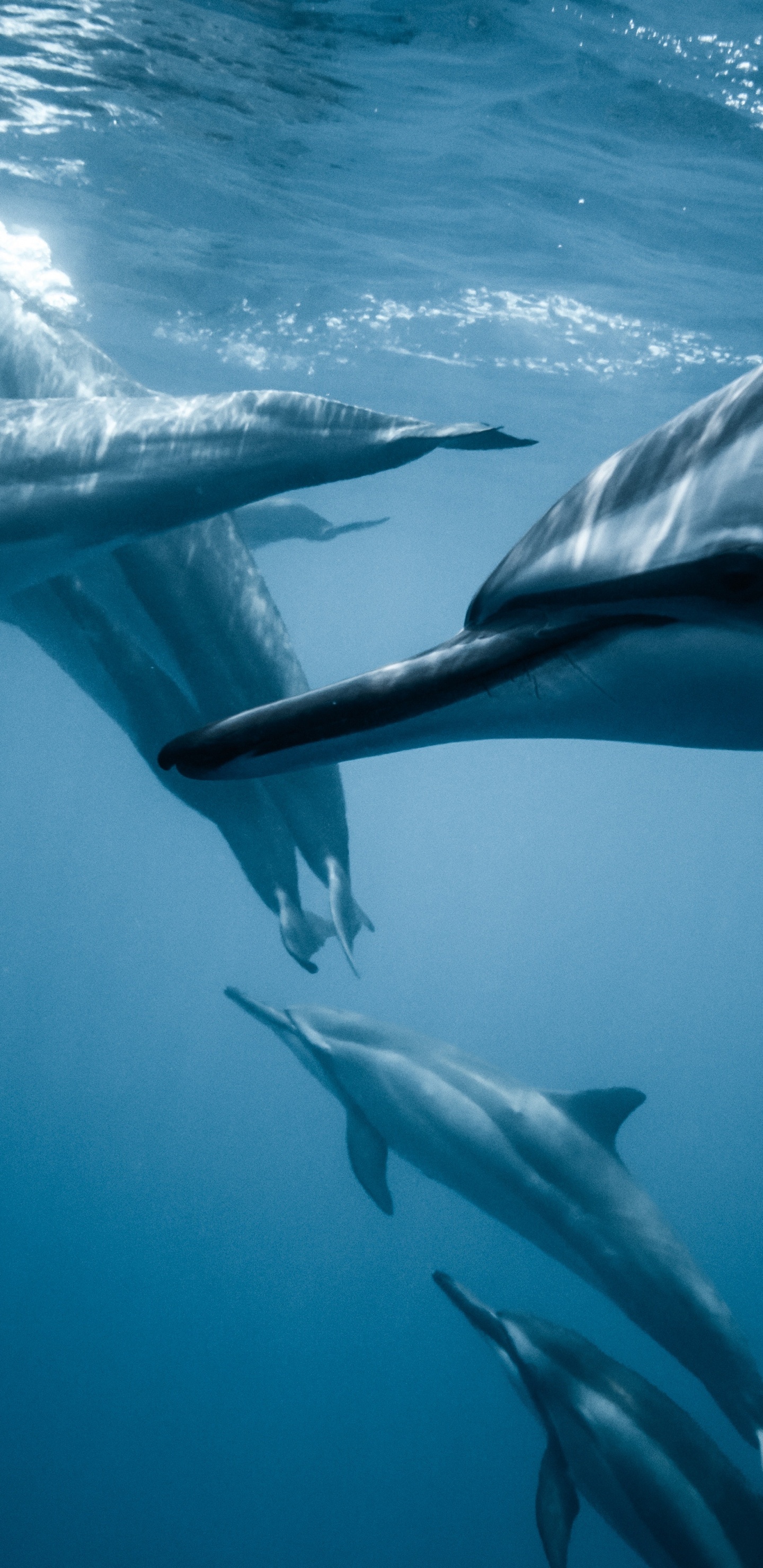 Wetter, Medium, Wasser, Flosse, Azure. Wallpaper in 1440x2960 Resolution