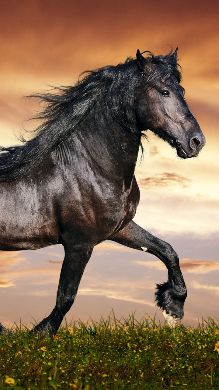 Cheval Noir Sur L'herbe Verte Pendant la Journée. Wallpaper in 720x1280 Resolution