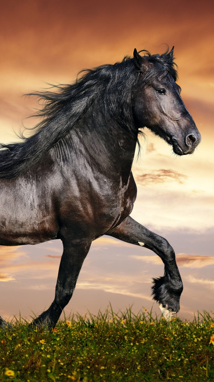 Caballo Negro Sobre la Hierba Verde Durante el Día. Wallpaper in 750x1334 Resolution