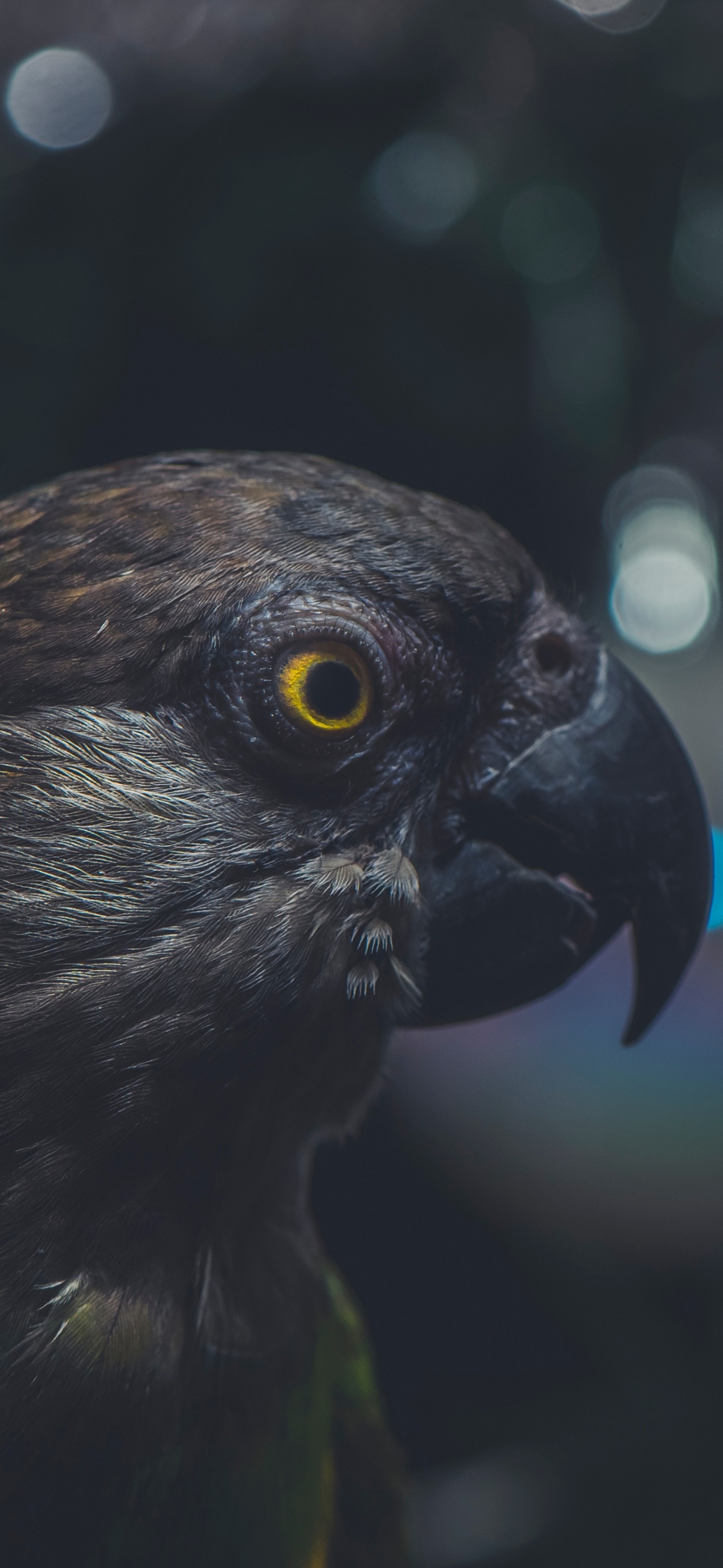 Oiseau Vert et Noir en Photographie Rapprochée. Wallpaper in 1125x2436 Resolution