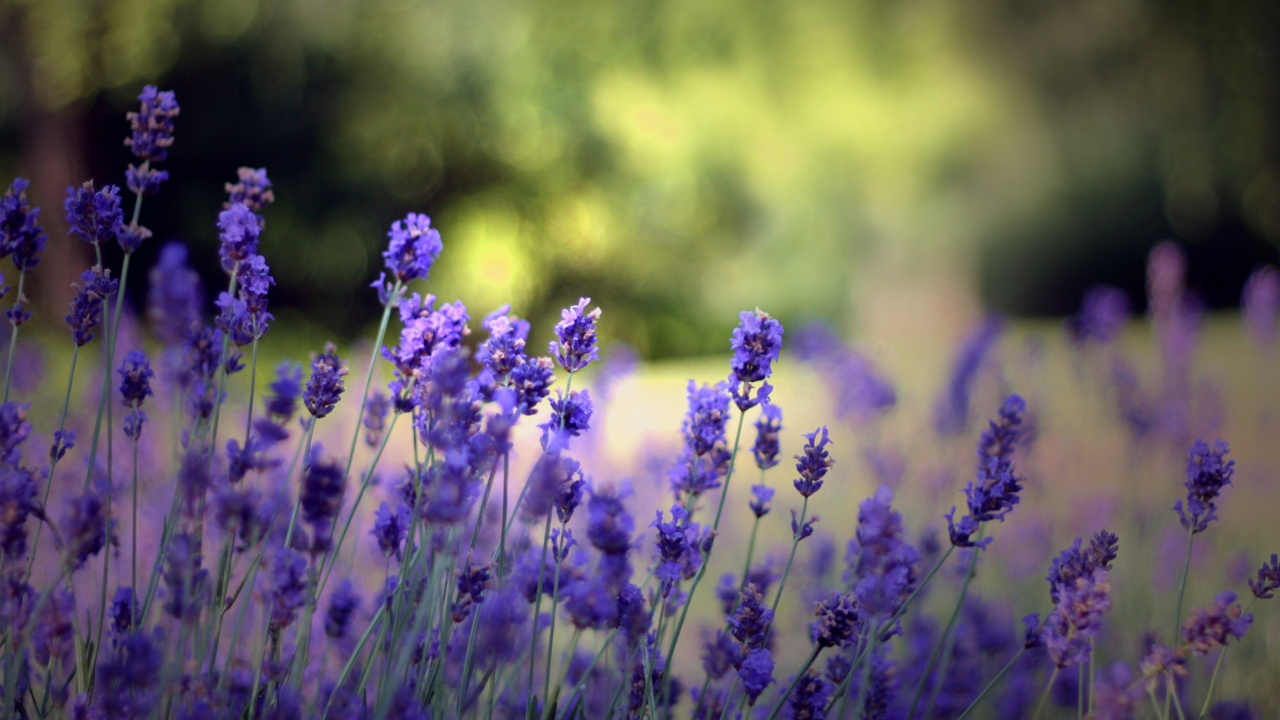 Purple Flower in Tilt Shift Lens. Wallpaper in 1280x720 Resolution