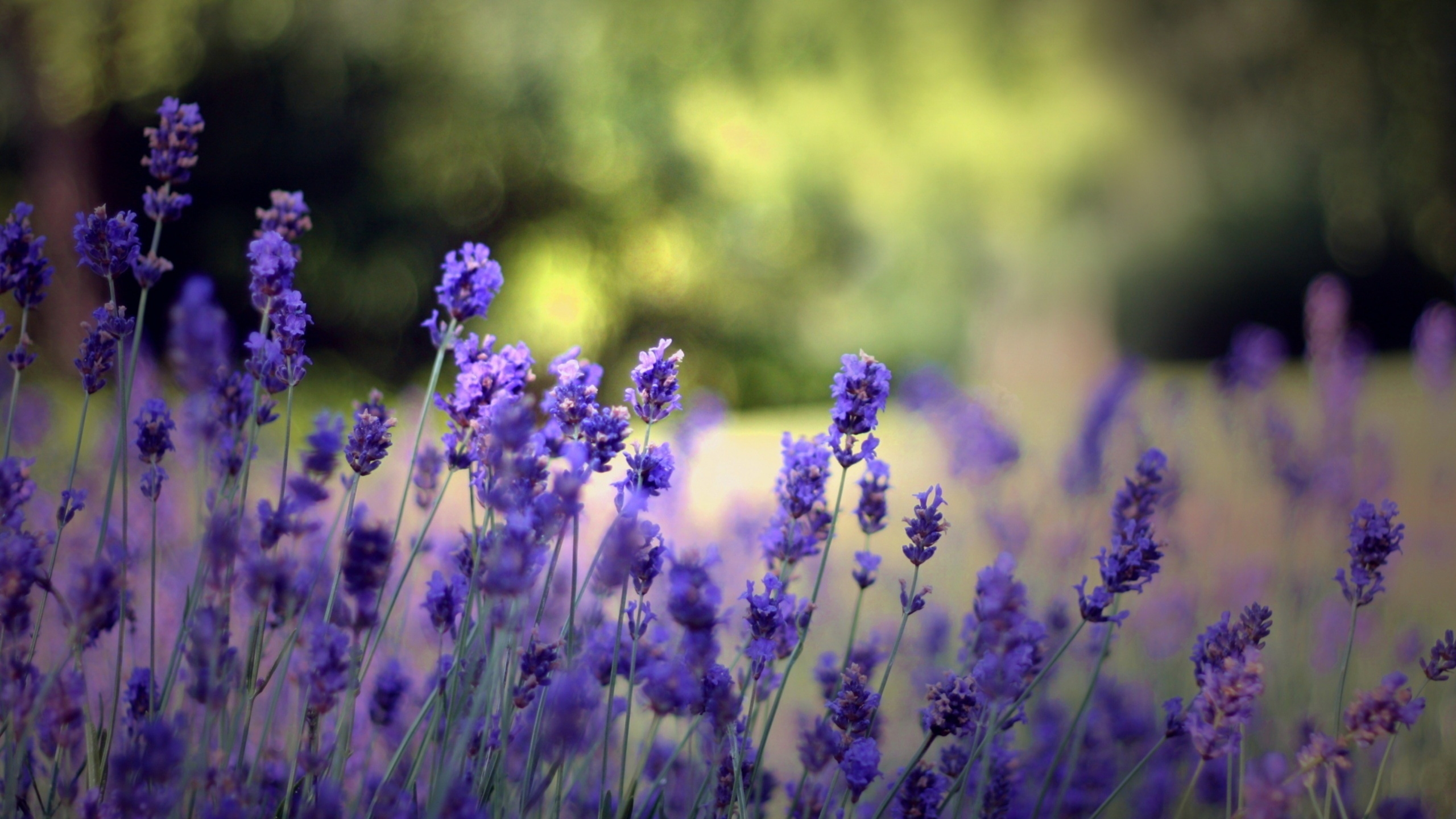 Purple Flower in Tilt Shift Lens. Wallpaper in 2560x1440 Resolution