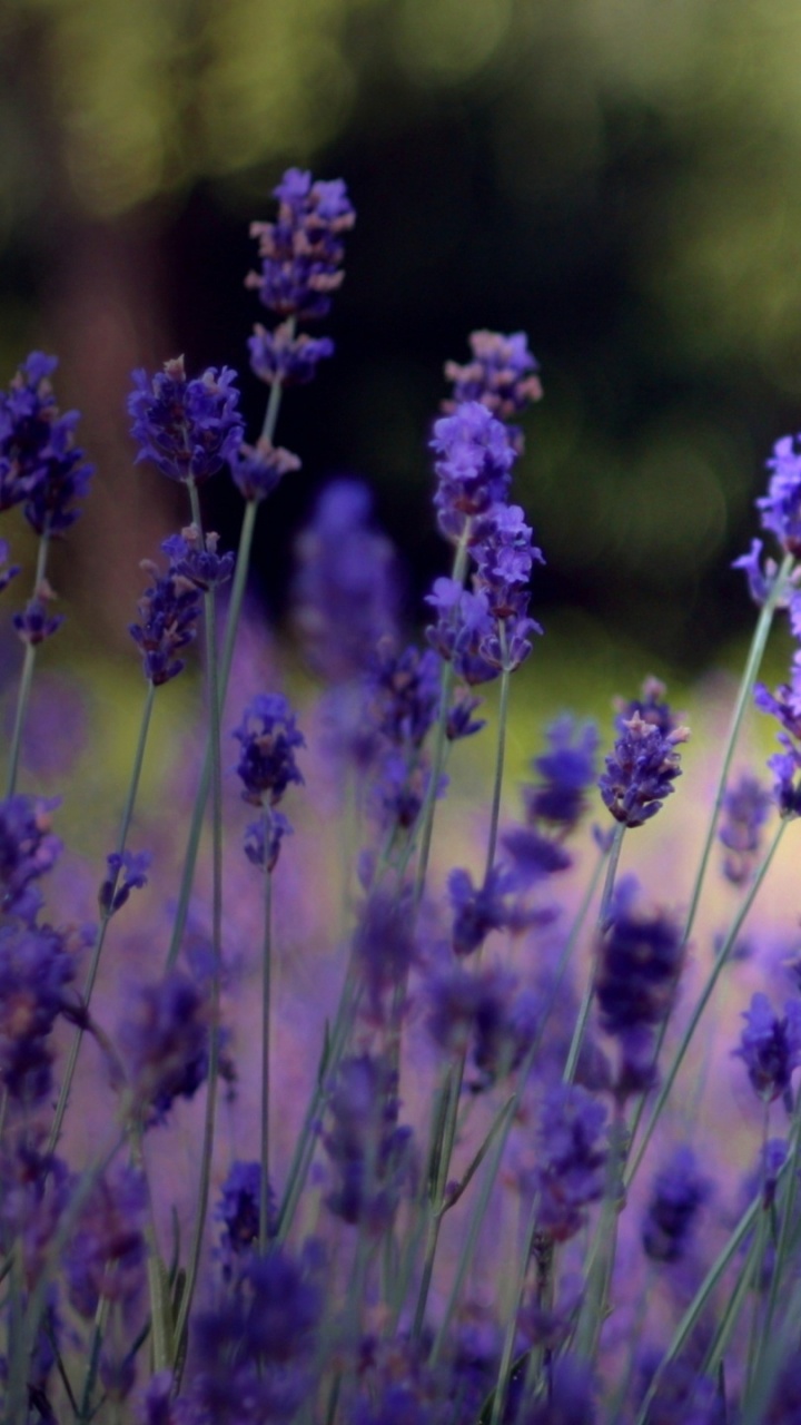 Purple Flower in Tilt Shift Lens. Wallpaper in 720x1280 Resolution