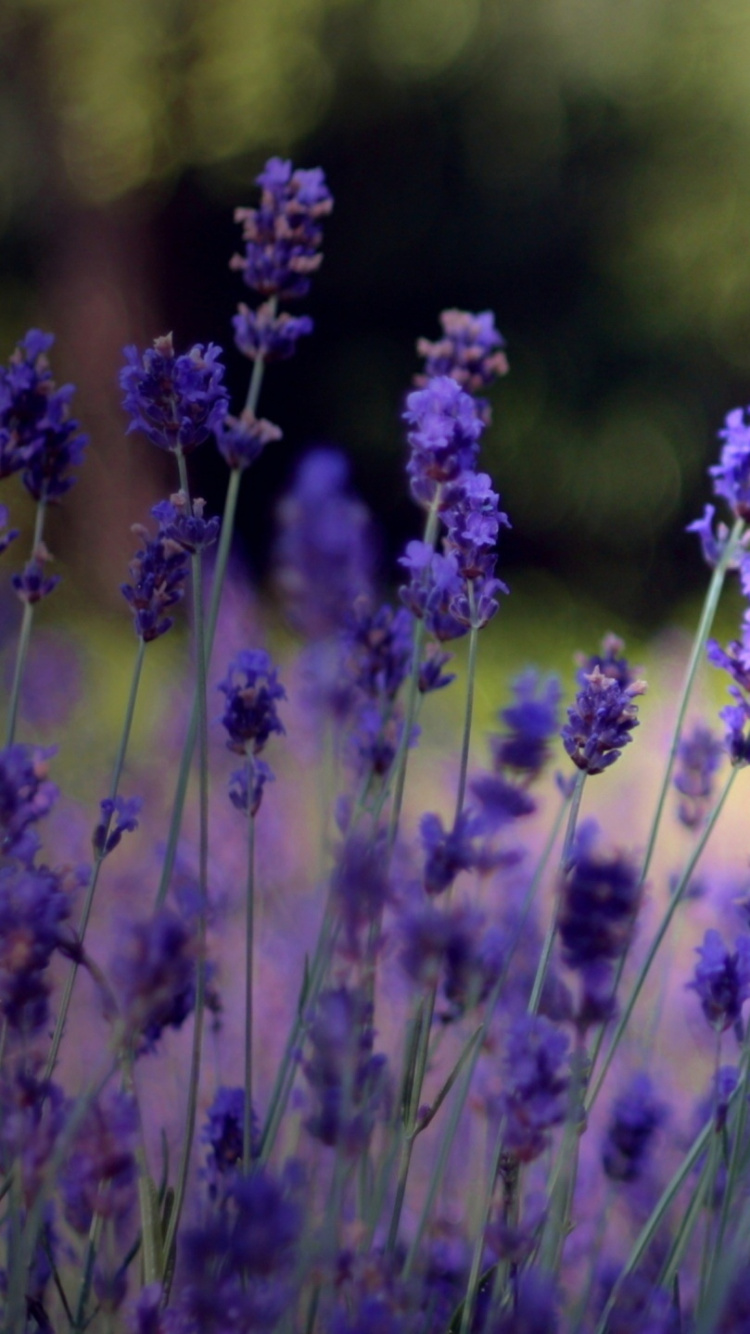 Purple Flower in Tilt Shift Lens. Wallpaper in 750x1334 Resolution