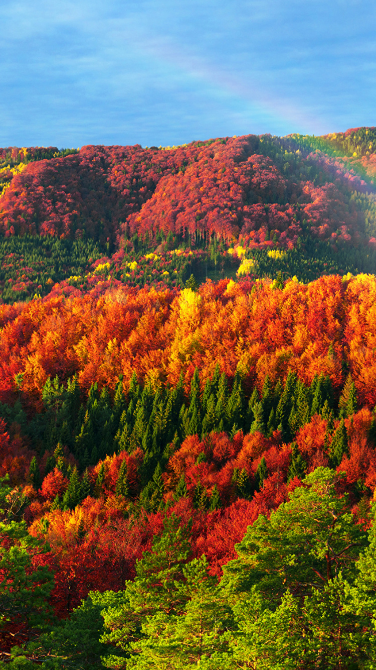 Arbres Verts et Oranges Sous Ciel Bleu Pendant la Journée. Wallpaper in 750x1334 Resolution
