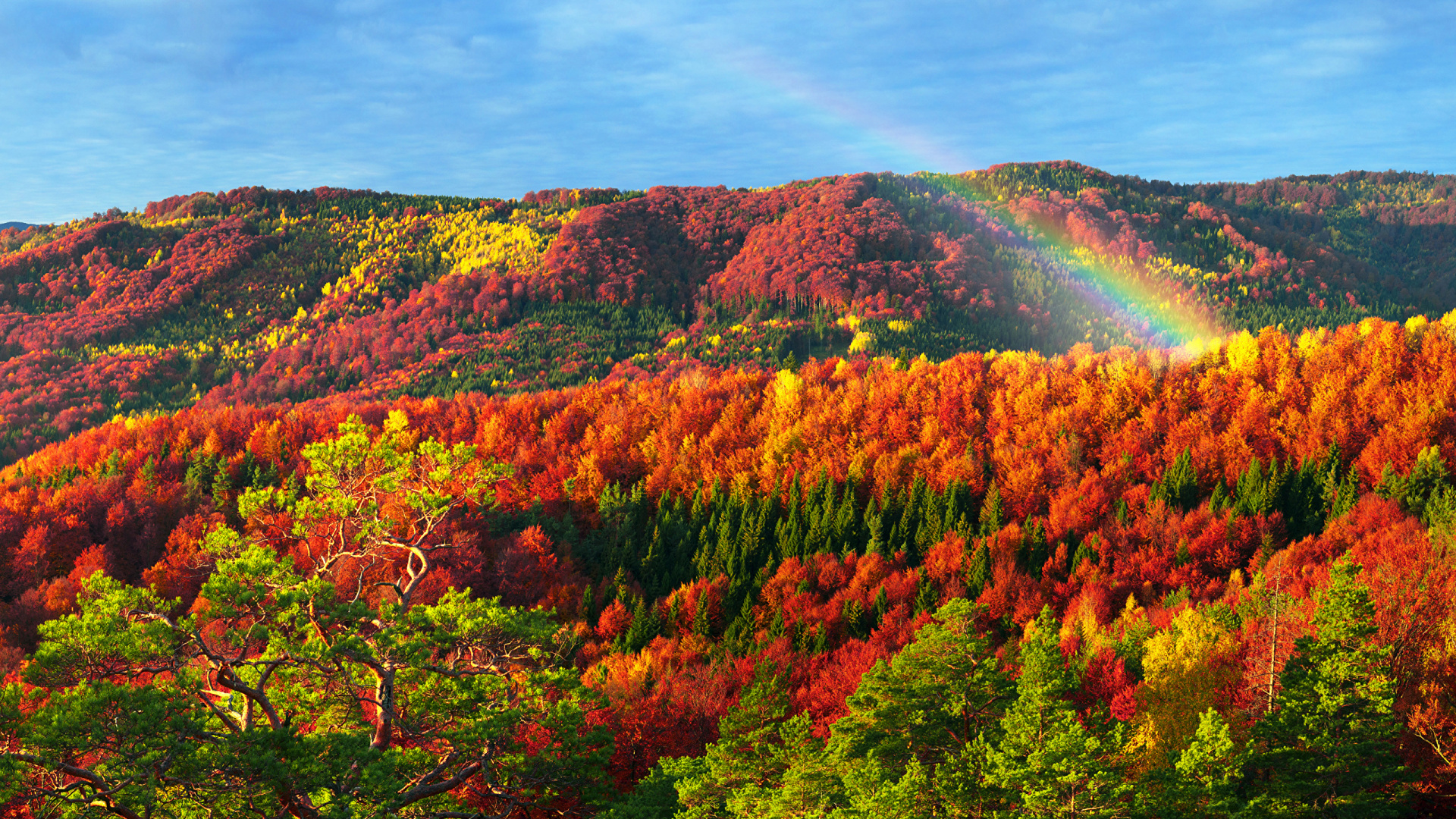 Green and Orange Trees Under Blue Sky During Daytime. Wallpaper in 1920x1080 Resolution