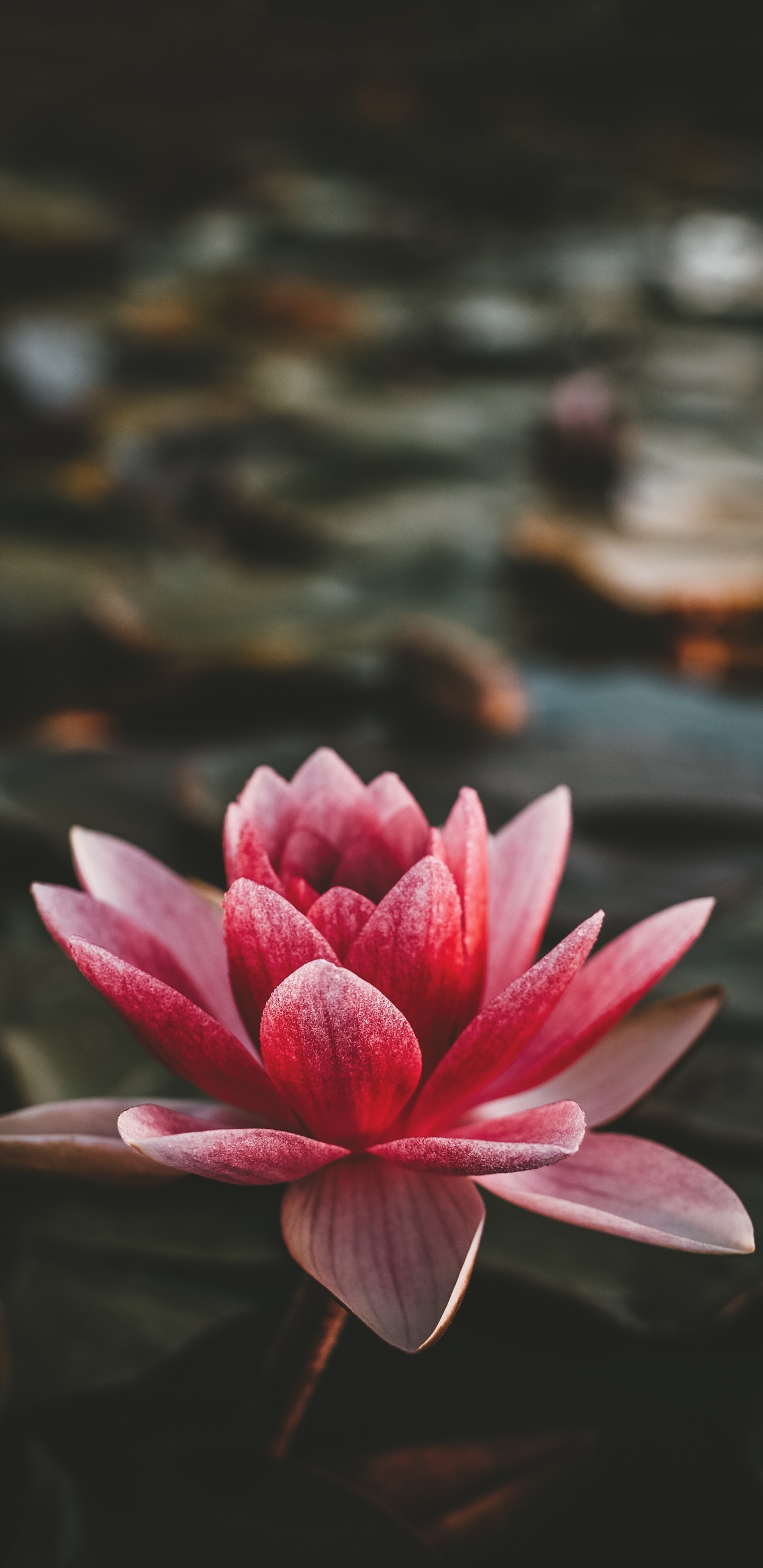 Fleur de Lotus Rose en Fleur. Wallpaper in 1440x2960 Resolution