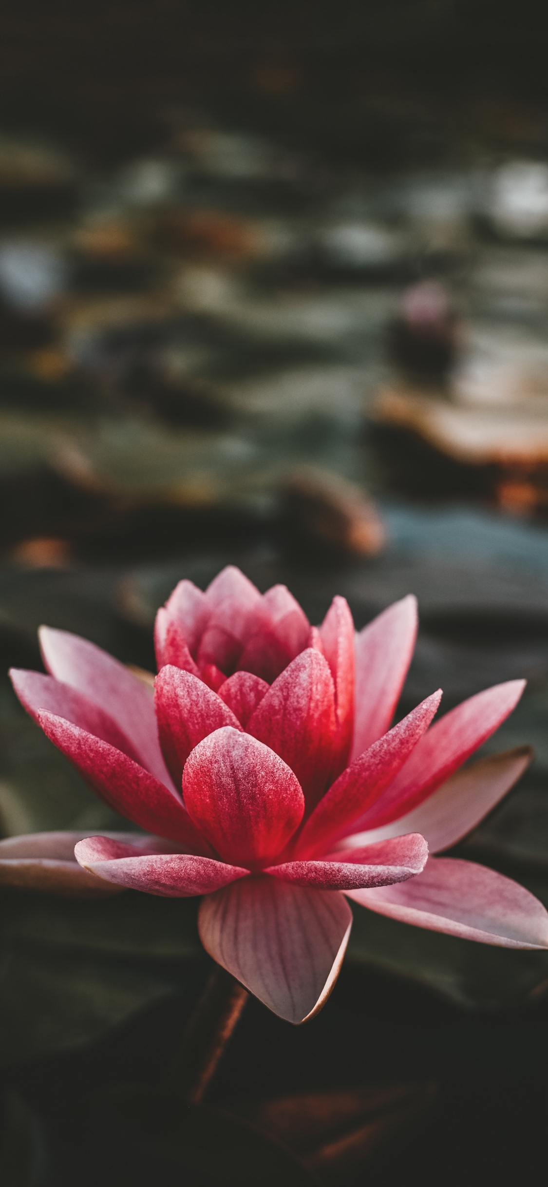 Flor de Loto Rosa en Flor. Wallpaper in 1125x2436 Resolution