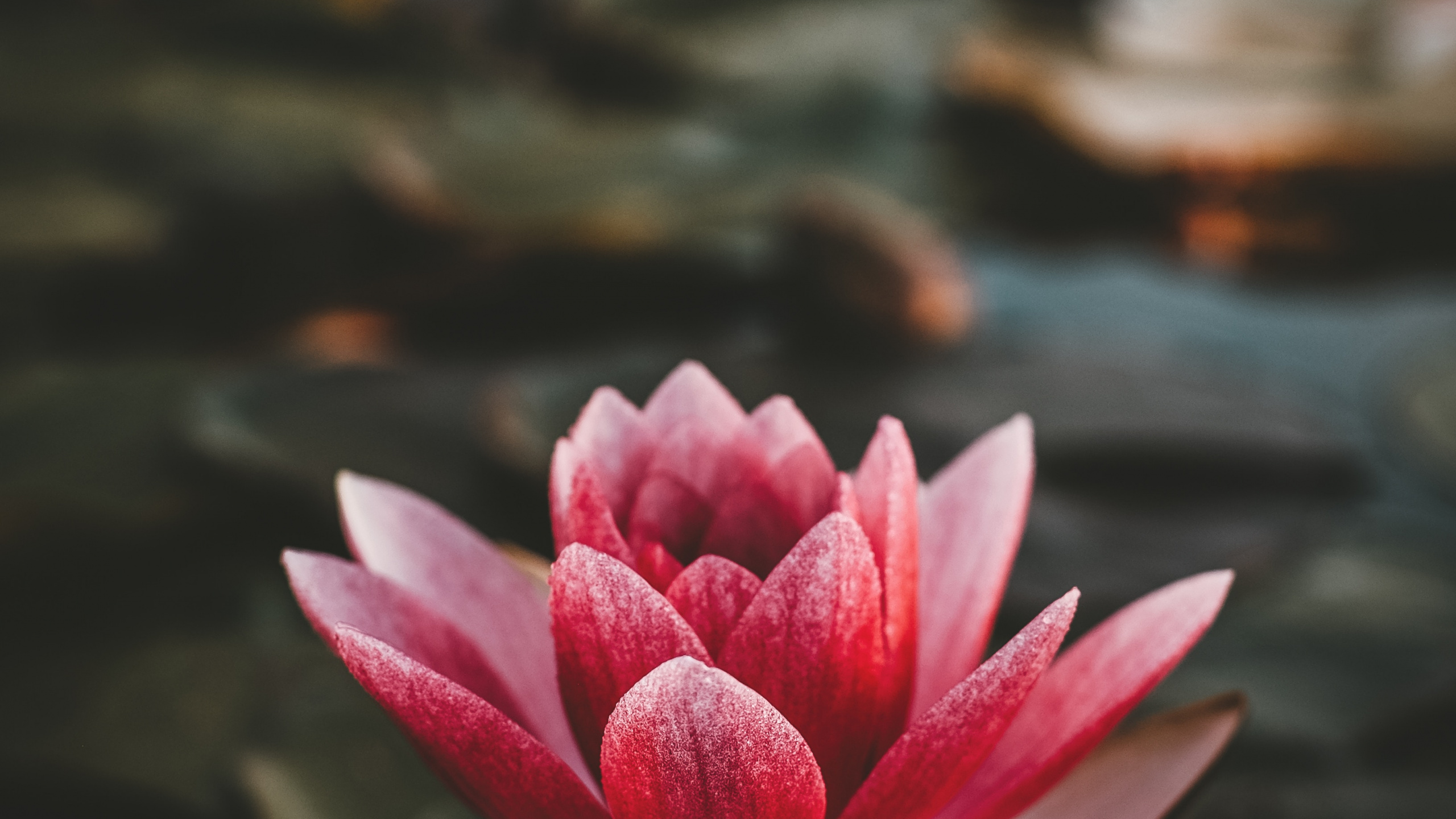Flor de Loto Rosa en Flor. Wallpaper in 2560x1440 Resolution