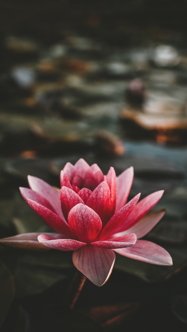 Pink Lotus Flower in Bloom. Wallpaper in 720x1280 Resolution