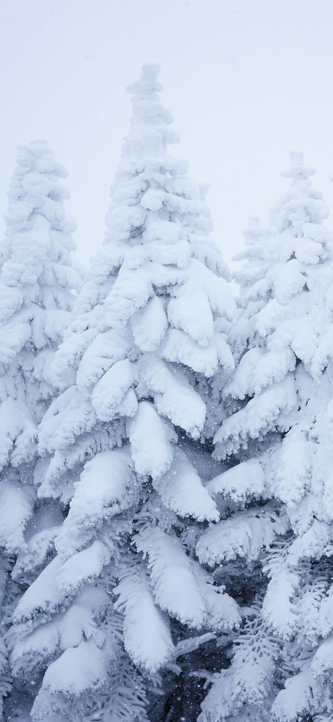 Snow Covered Pine Trees During Daytime. Wallpaper in 1125x2436 Resolution