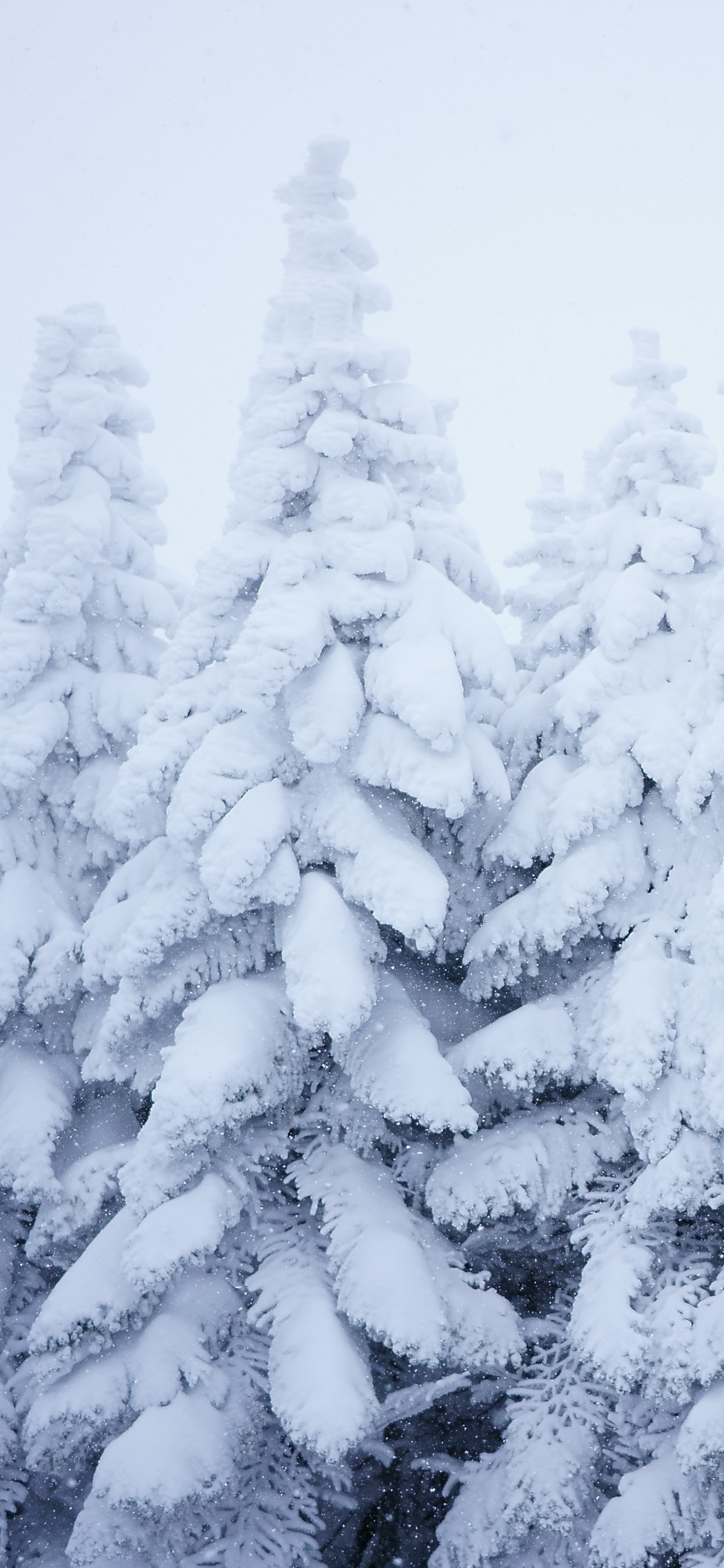 Snow Covered Pine Trees During Daytime. Wallpaper in 1242x2688 Resolution