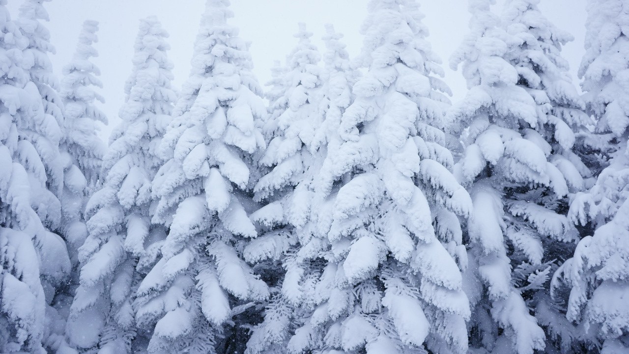 Snow Covered Pine Trees During Daytime. Wallpaper in 1280x720 Resolution