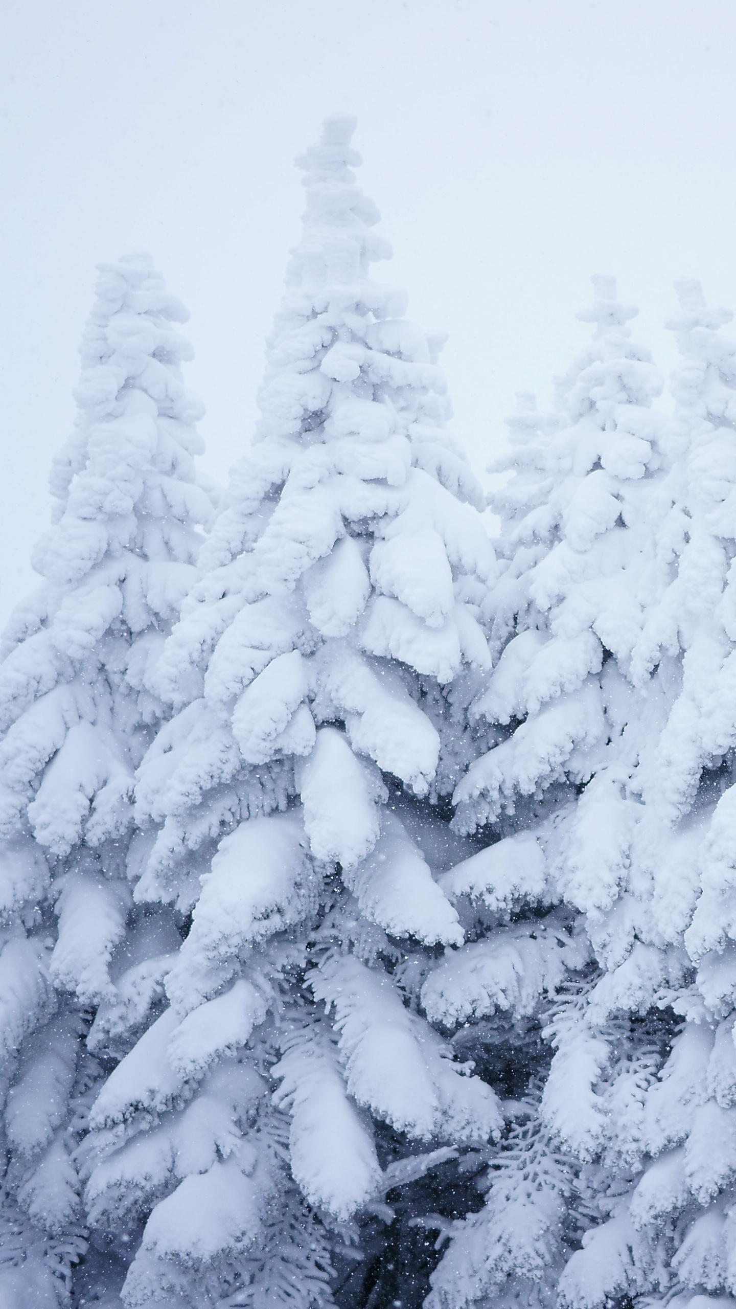 Snow Covered Pine Trees During Daytime. Wallpaper in 1440x2560 Resolution