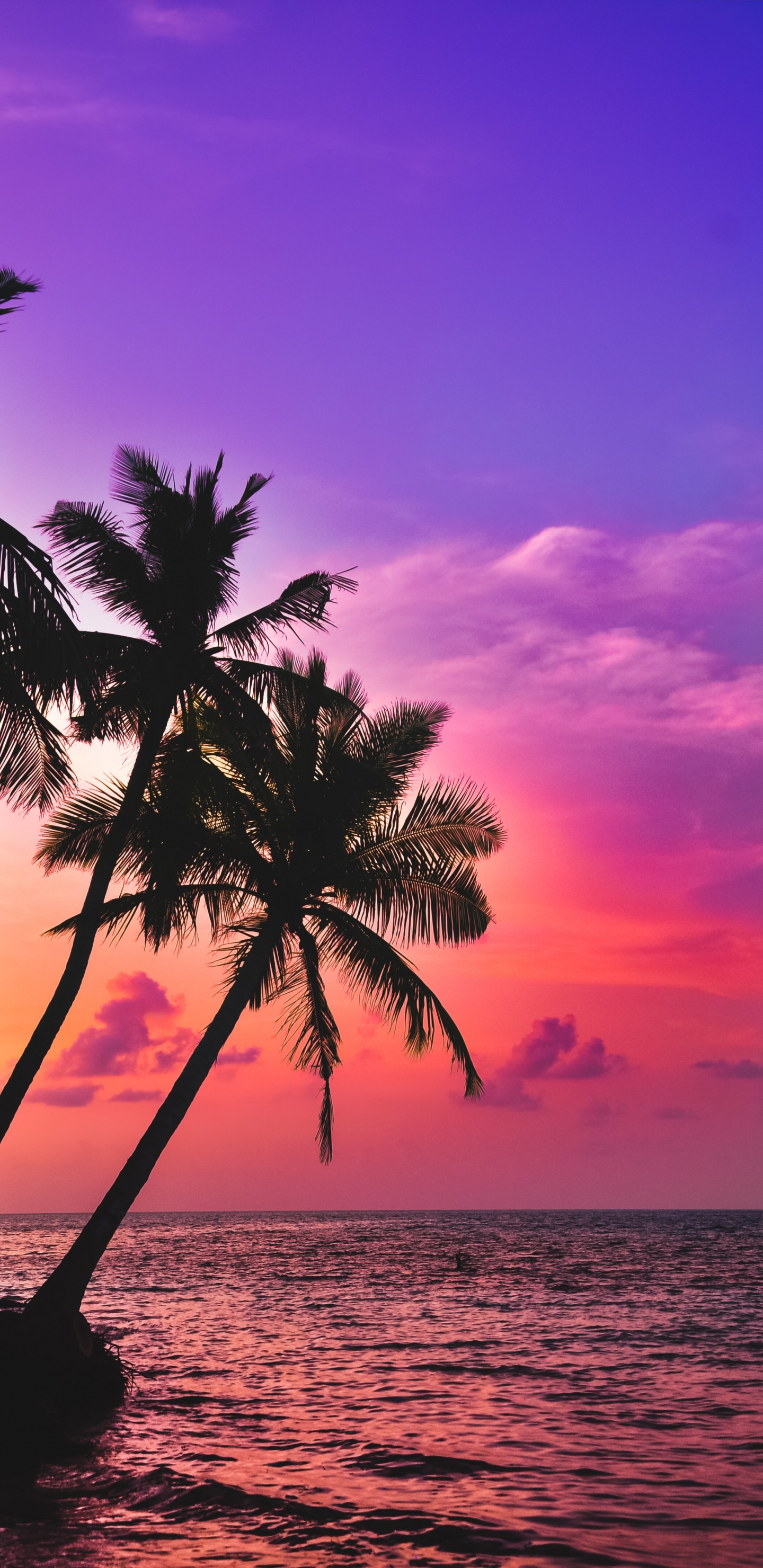 Palms, Tropics, Wasser, Cloud, Atmosphäre. Wallpaper in 1440x2960 Resolution