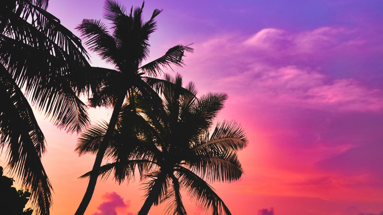 Palms, Tropics, Water, Cloud, Atmosphere. Wallpaper in 1280x720 Resolution