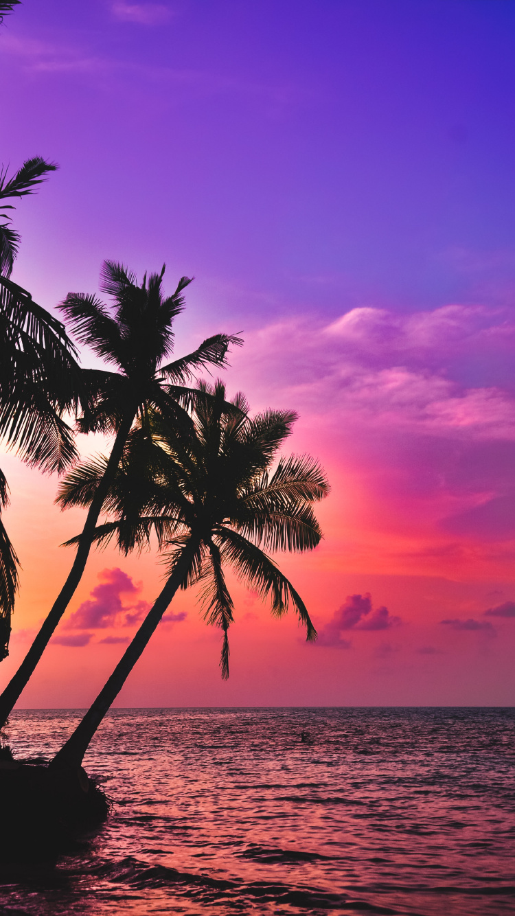 Palms, Tropics, Water, Cloud, Atmosphere. Wallpaper in 750x1334 Resolution