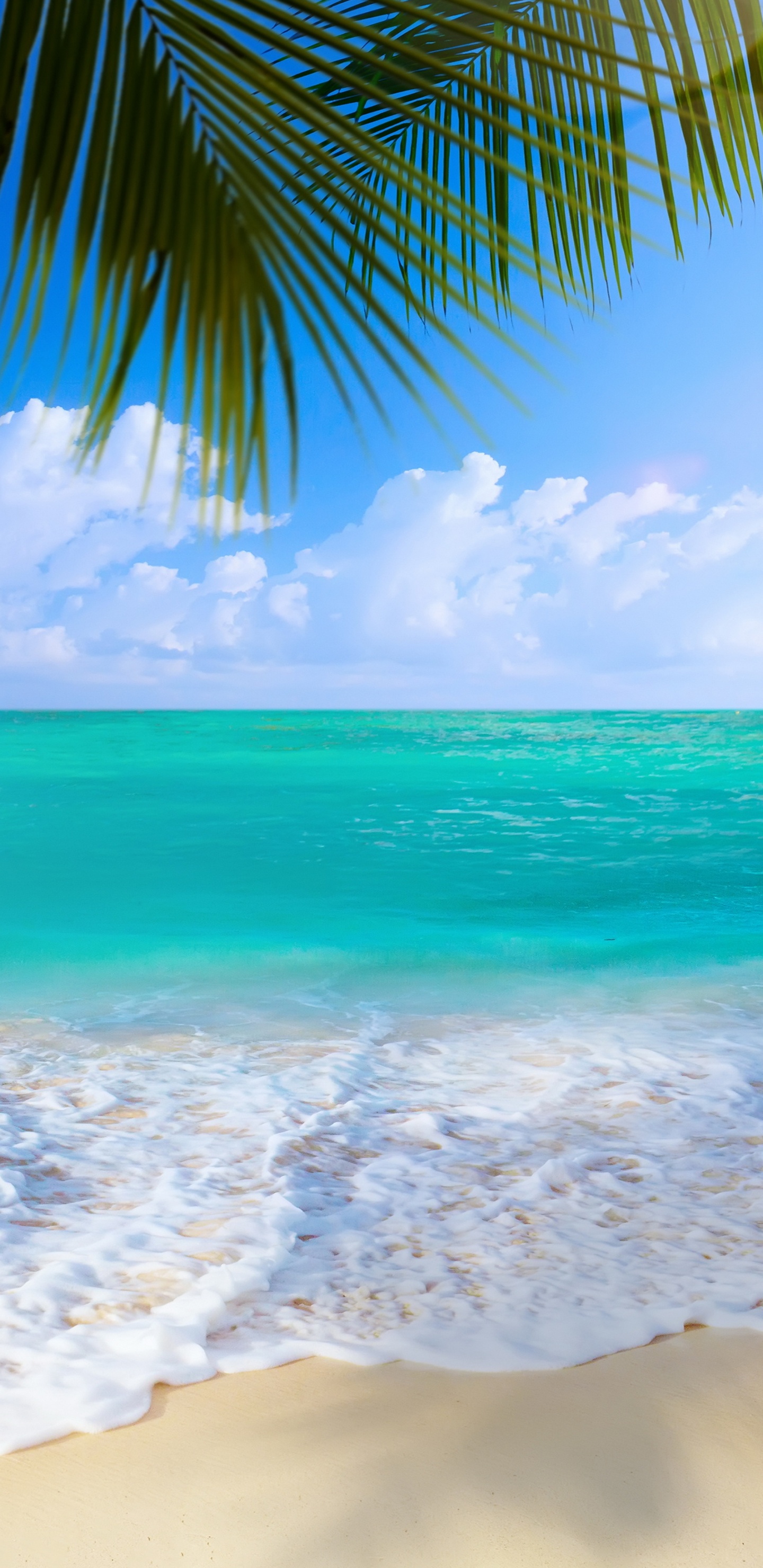 Grüne Palme am Strandufer Tagsüber. Wallpaper in 1440x2960 Resolution