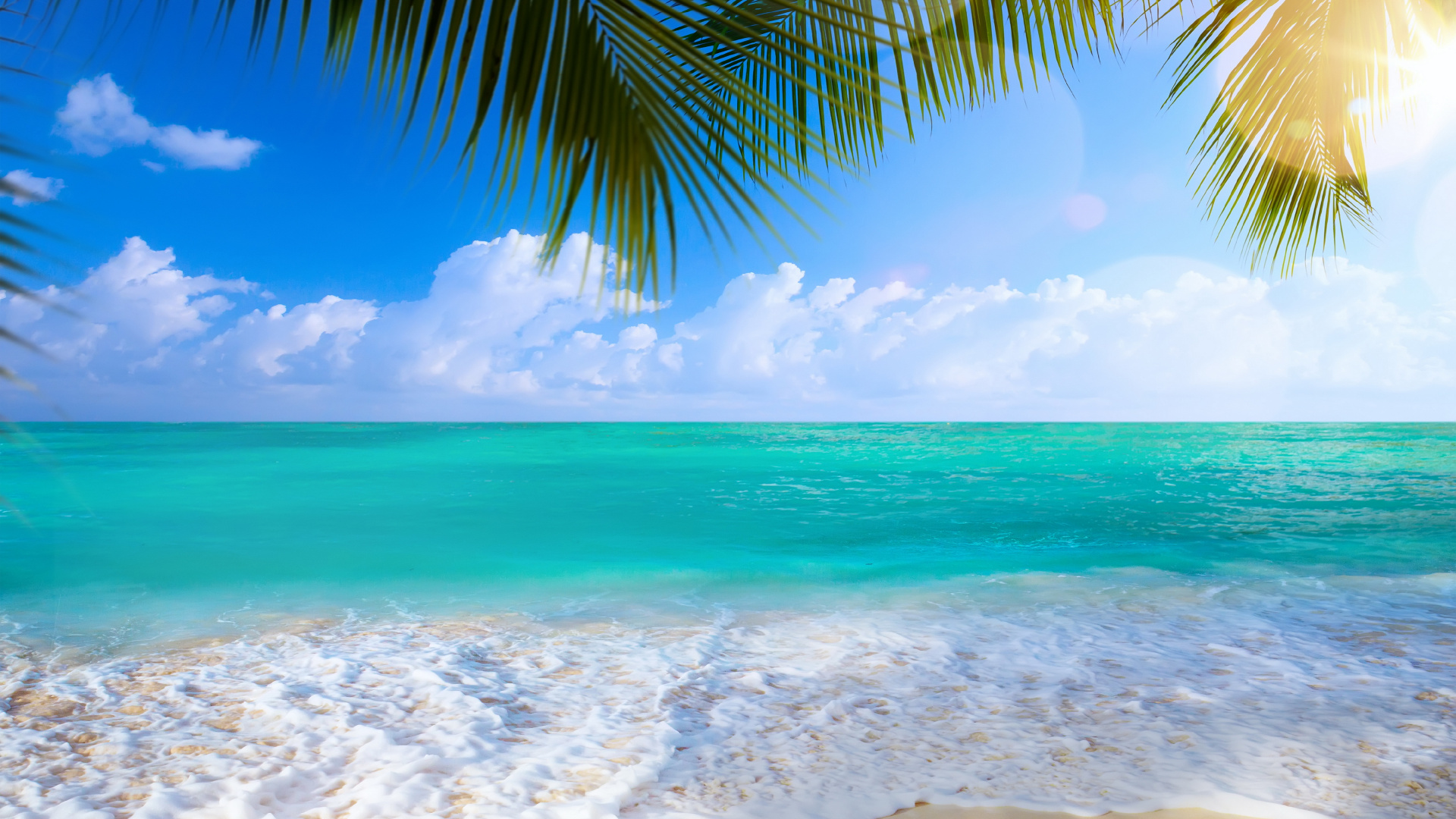 Grüne Palme am Strandufer Tagsüber. Wallpaper in 1920x1080 Resolution