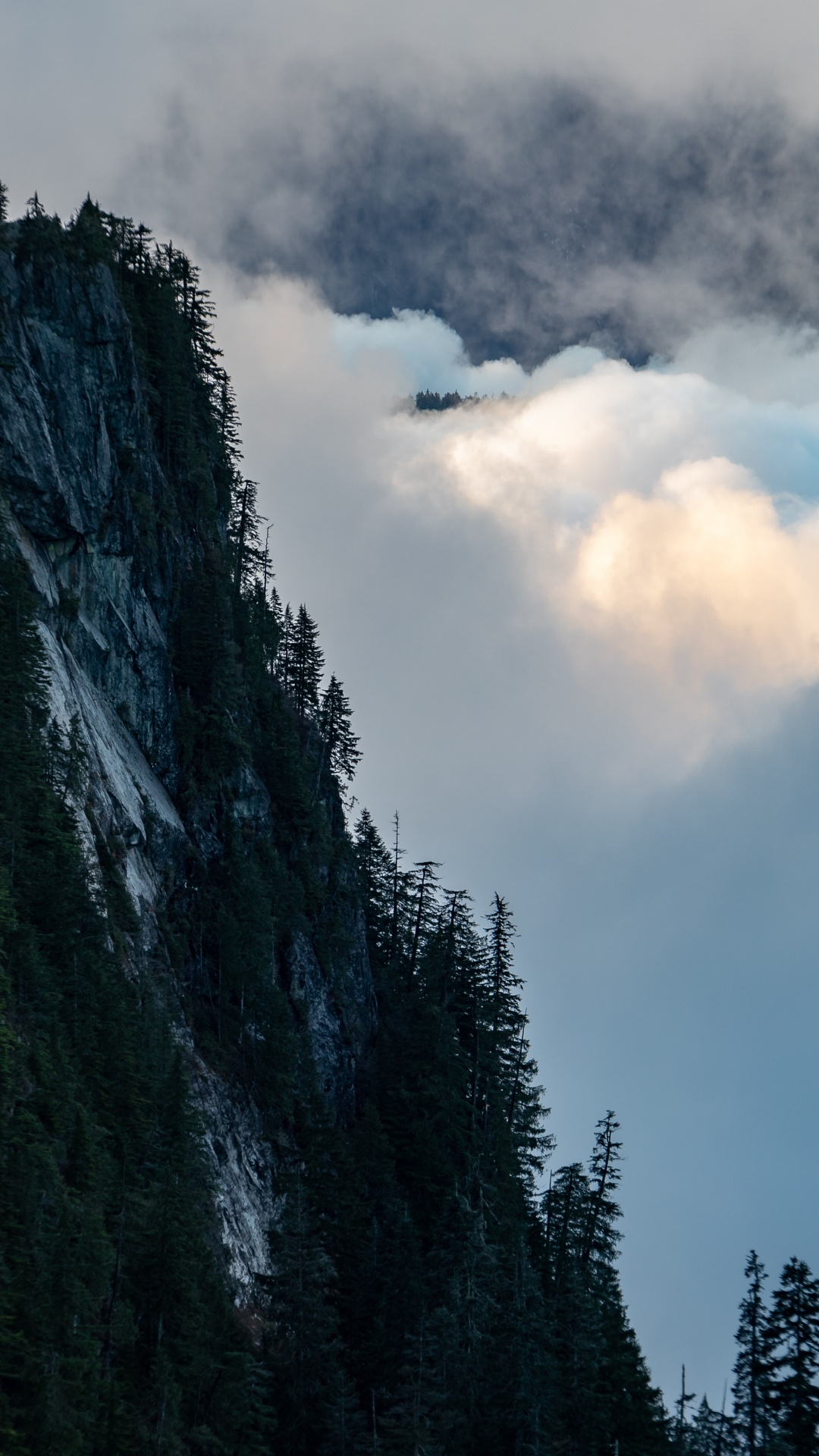 Wilderness, Mount Scenery, Fog, Cumulus, Tree. Wallpaper in 1080x1920 Resolution